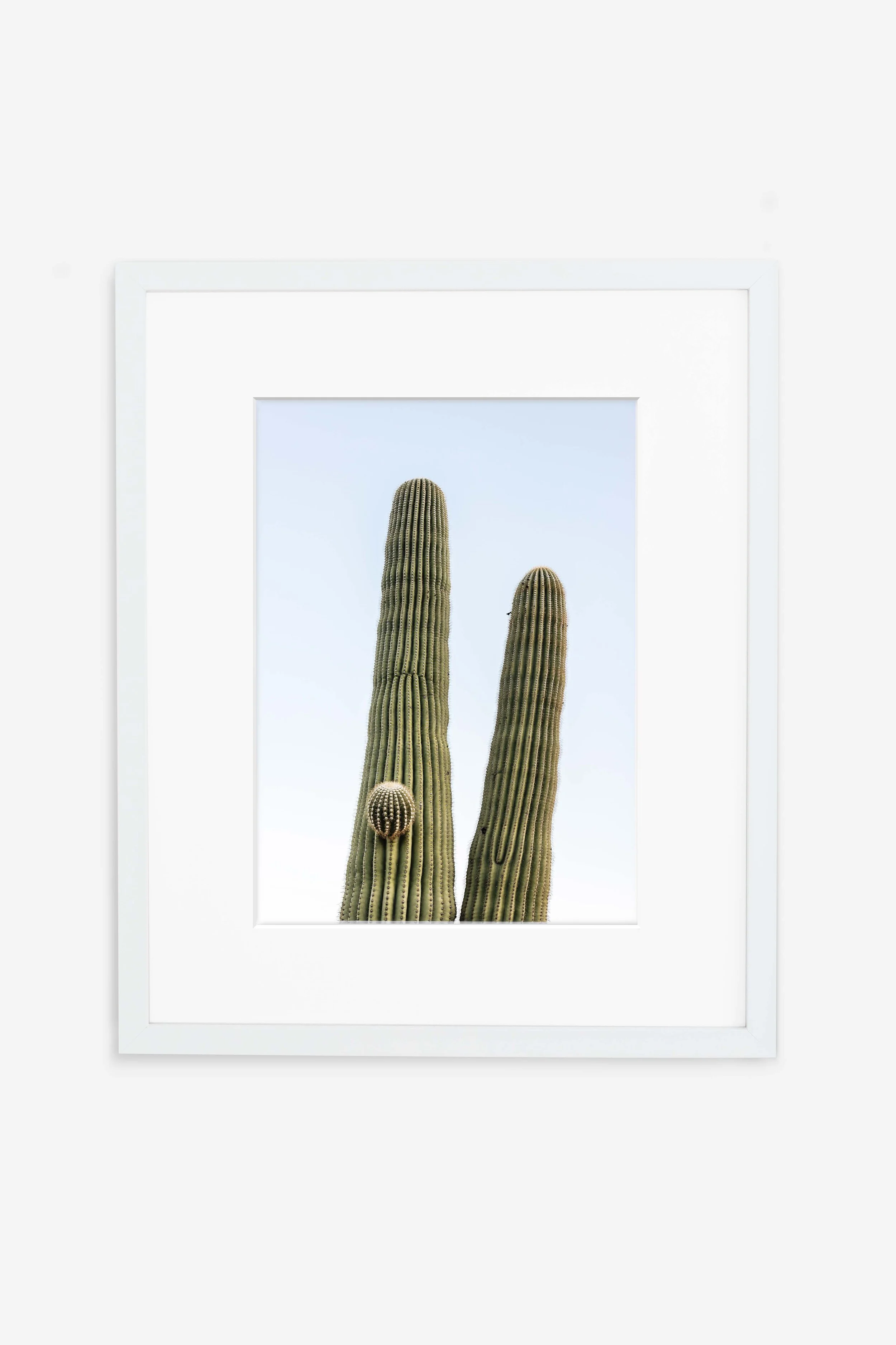 Prickly Peace