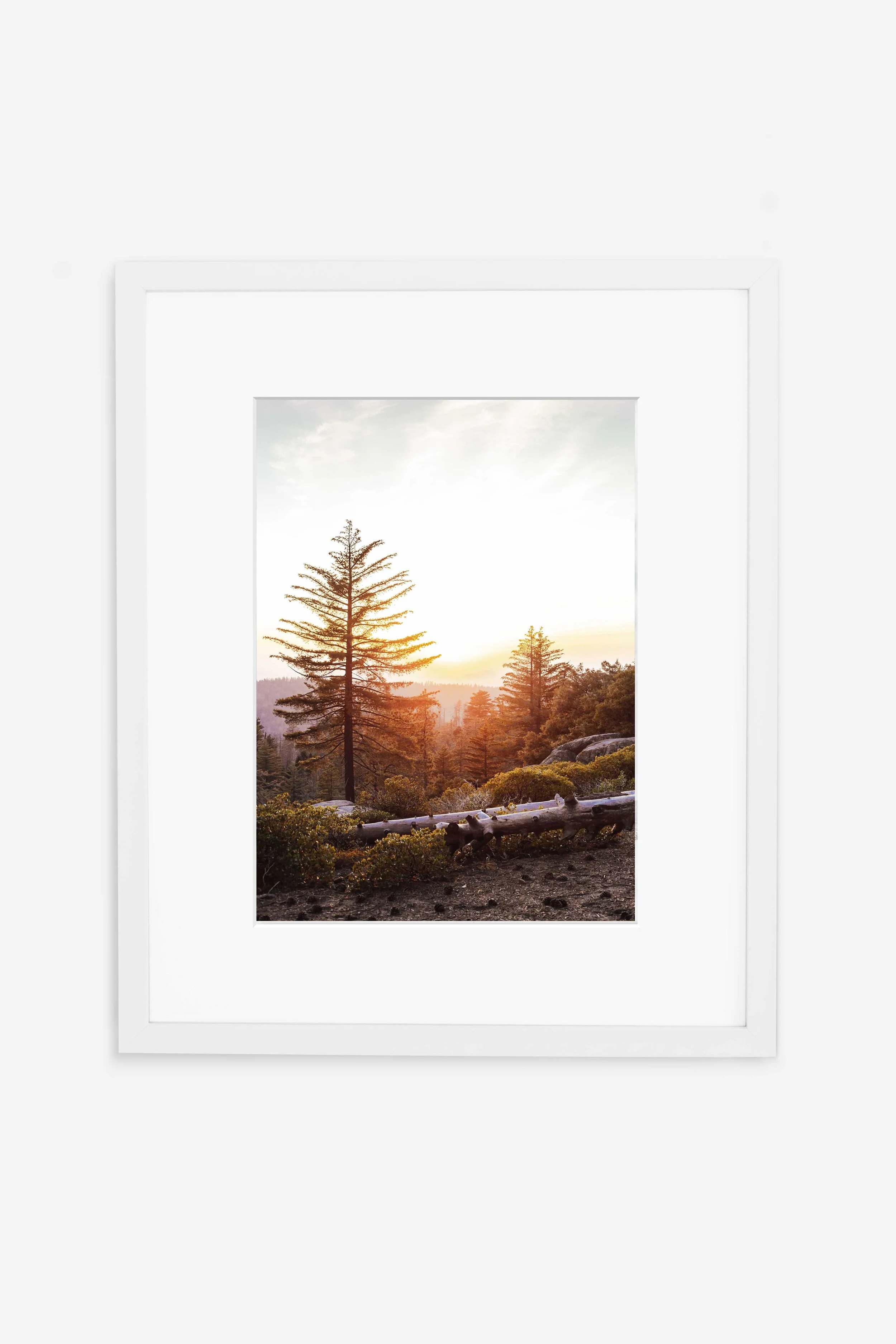 Sequoia Sunset