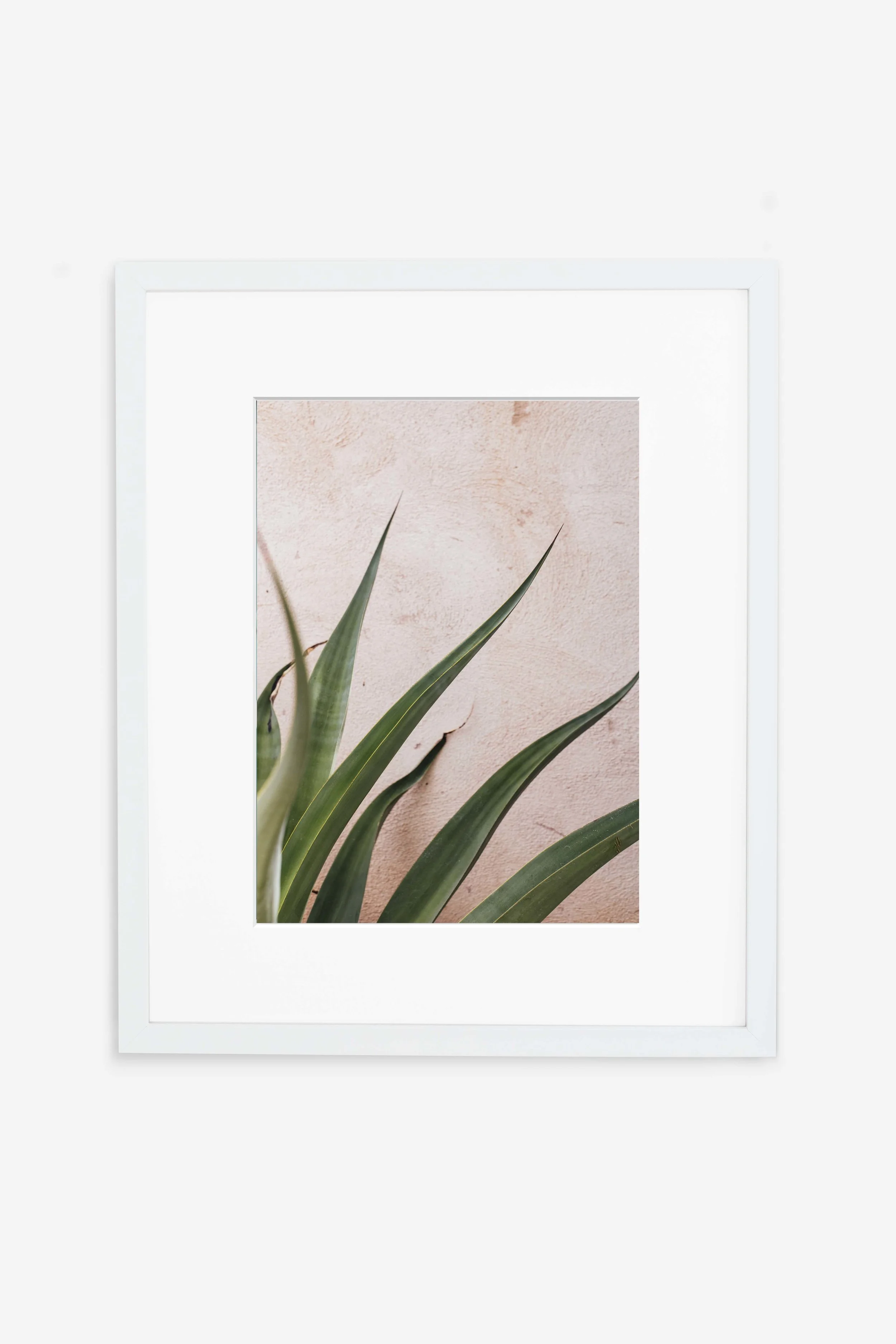 Plant on Pink