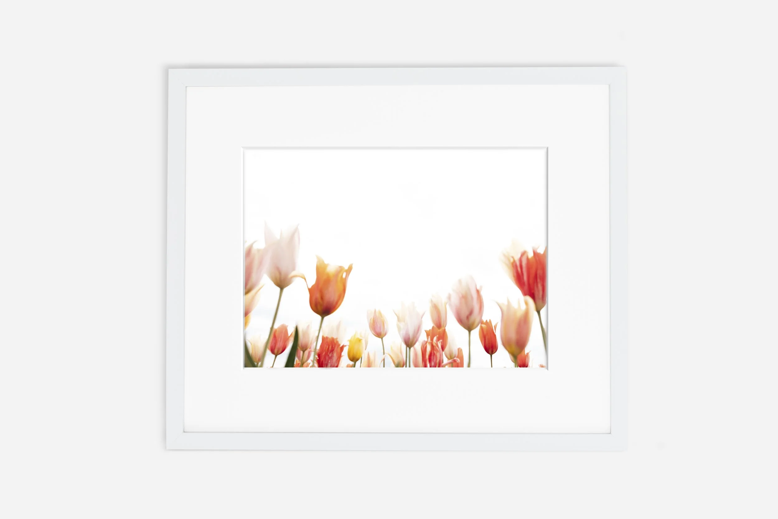 Tulip Clouds