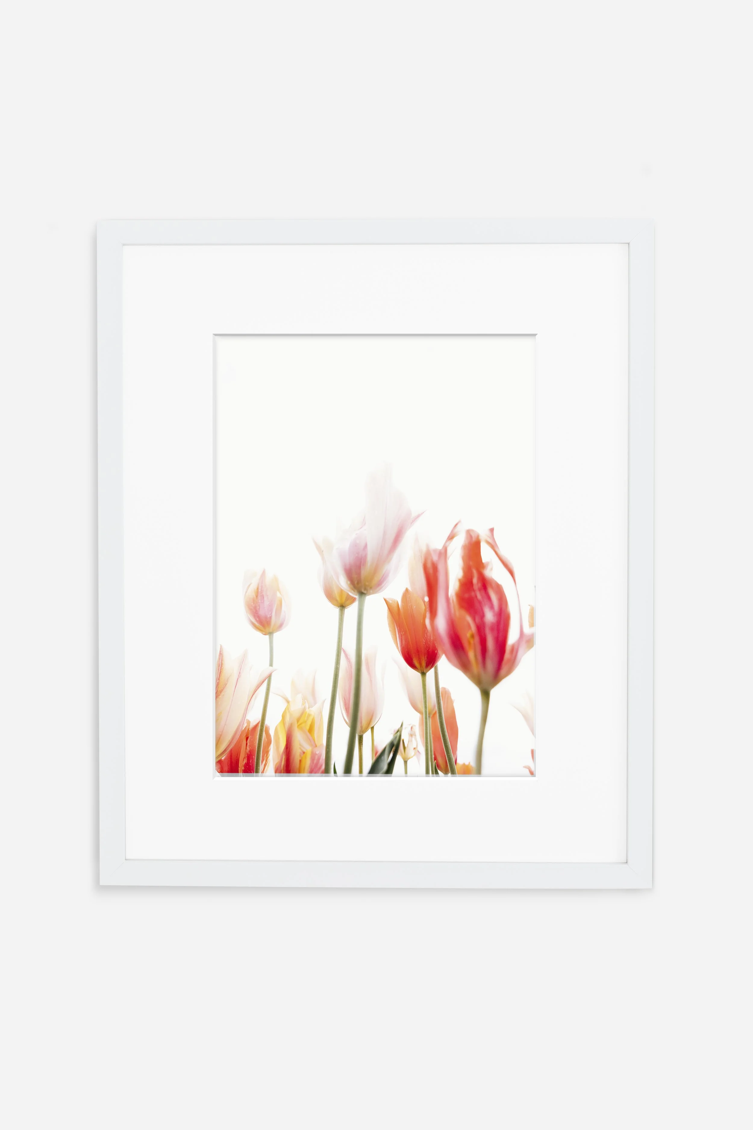 Tulips