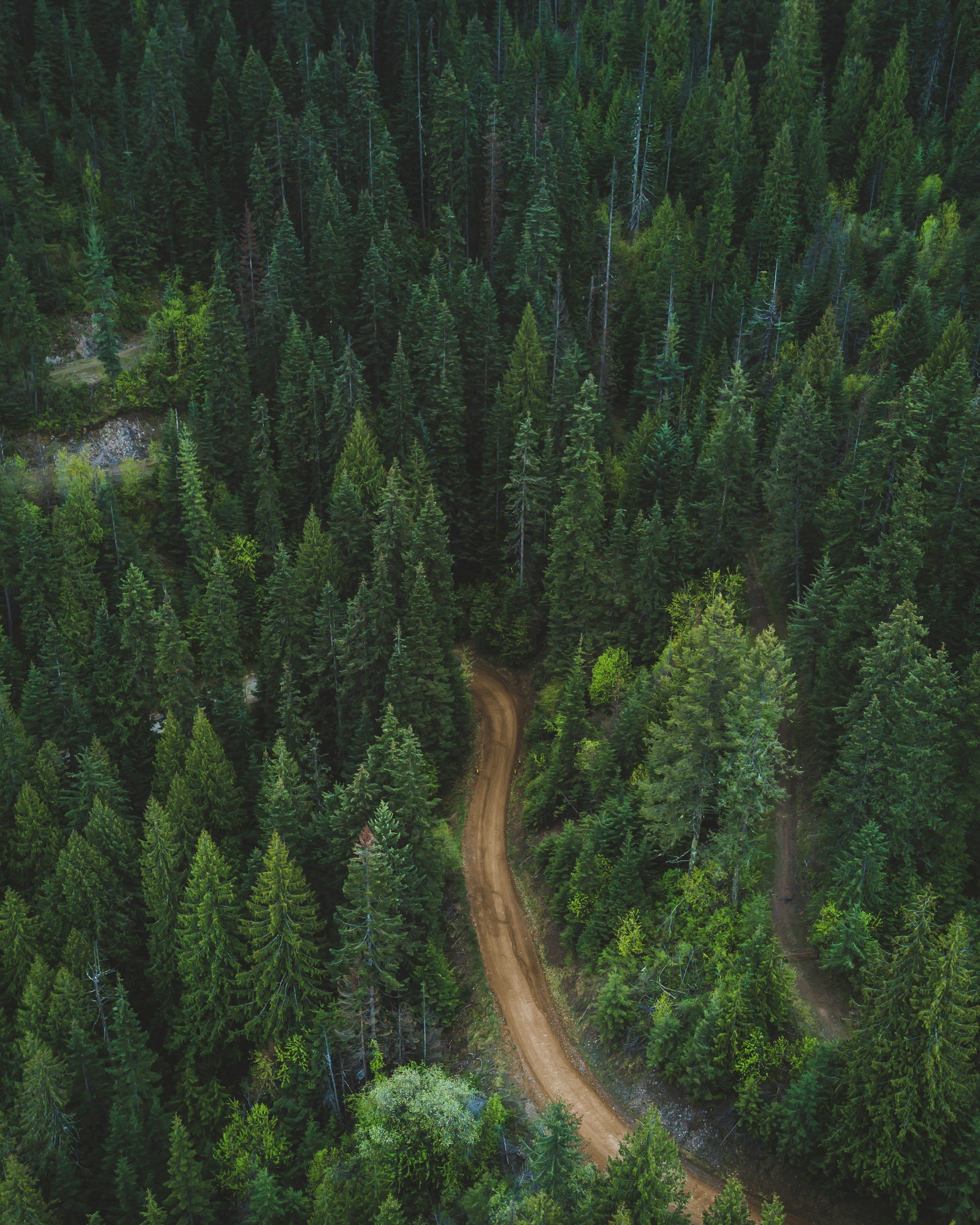 An aerial view of a winding dirt road through a dense forest of tall pine trees.