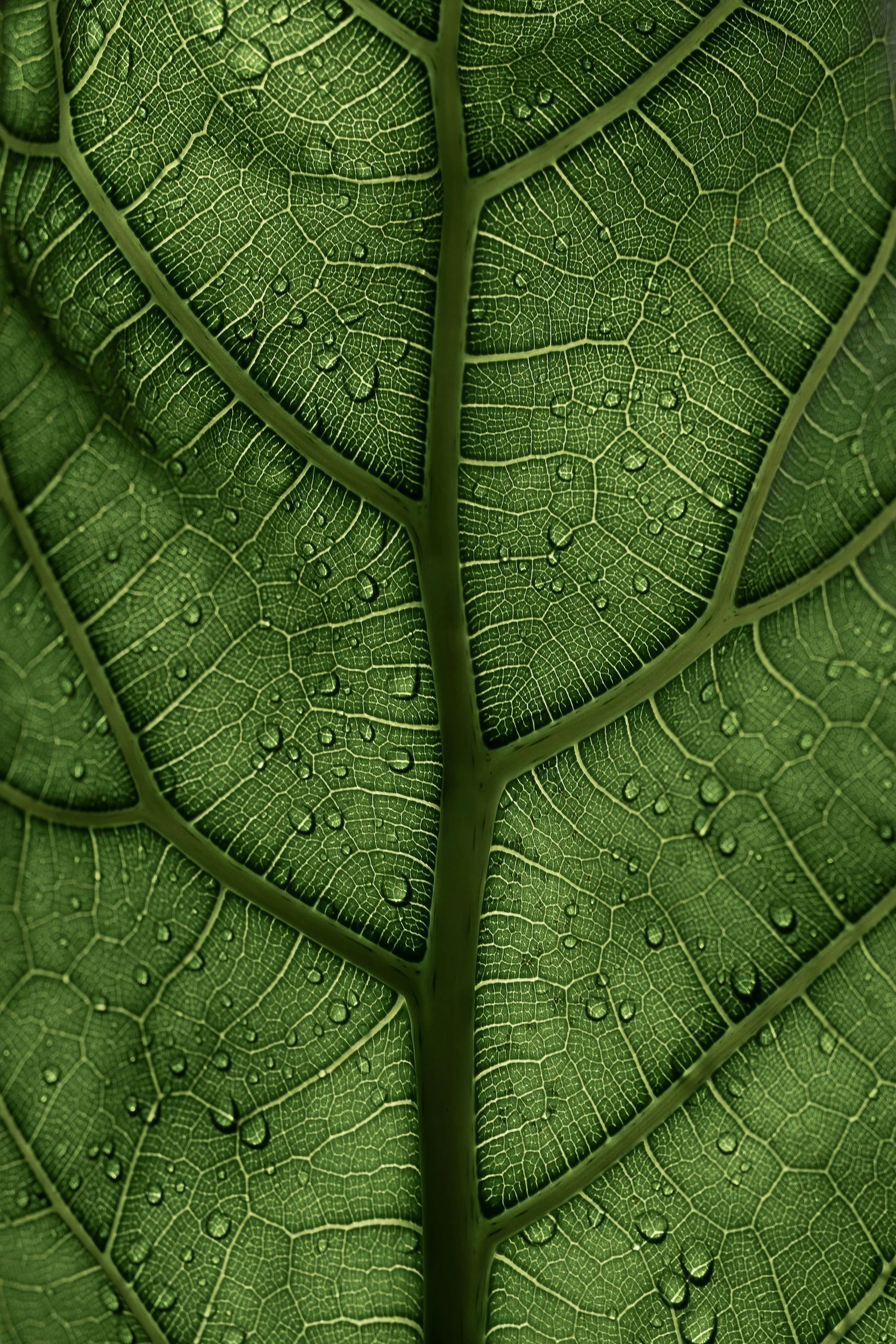 Close-up of a green leaf with detailed vein structure and water droplets on its surface.