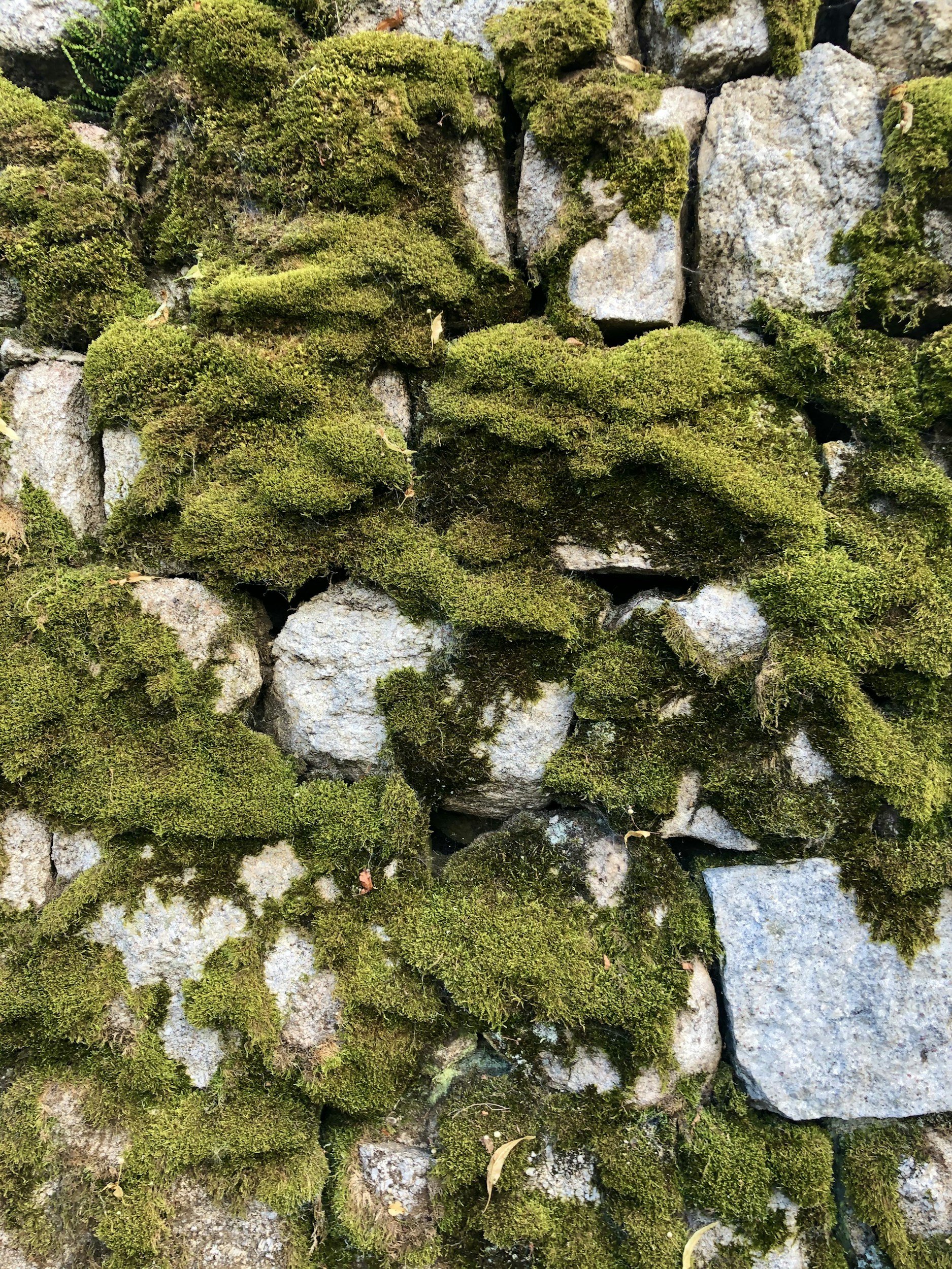 Moss-covered rocks in a stone wall.