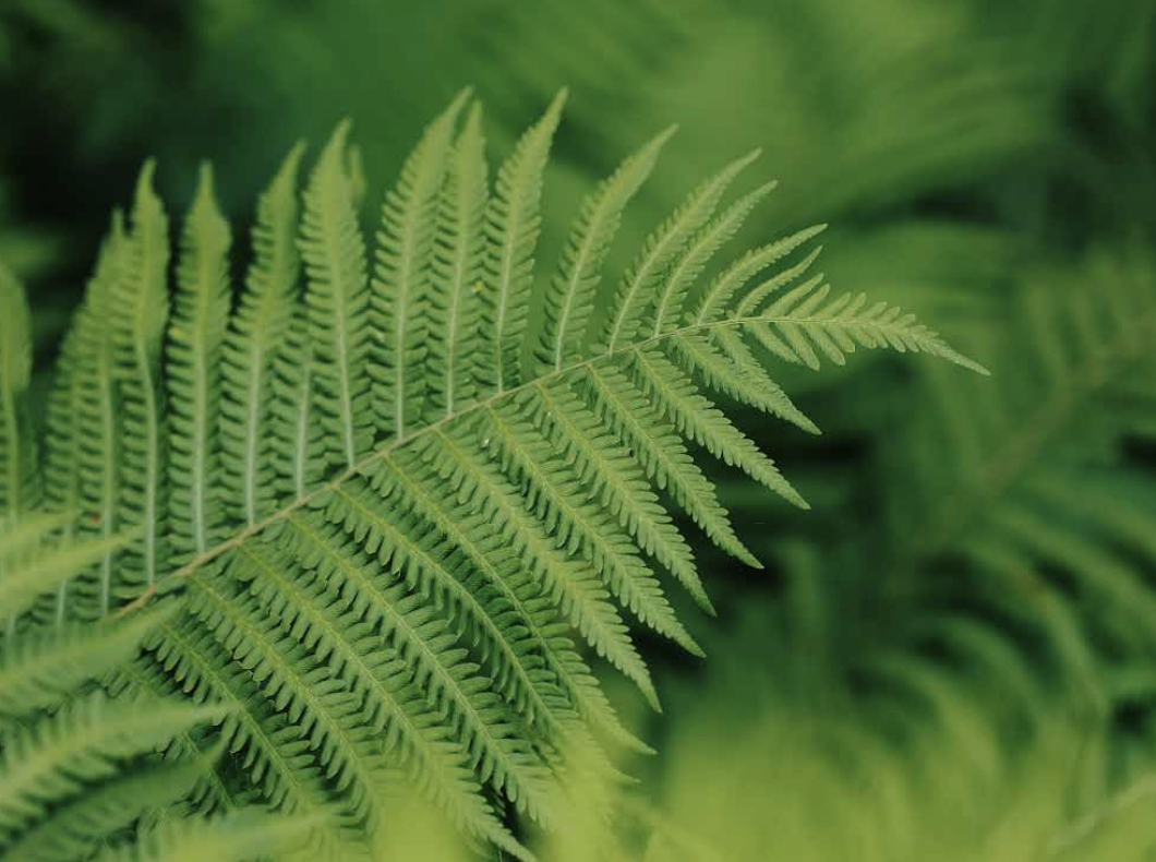 Close-up of a green fern leaf with detailed fronds and a blurred green background