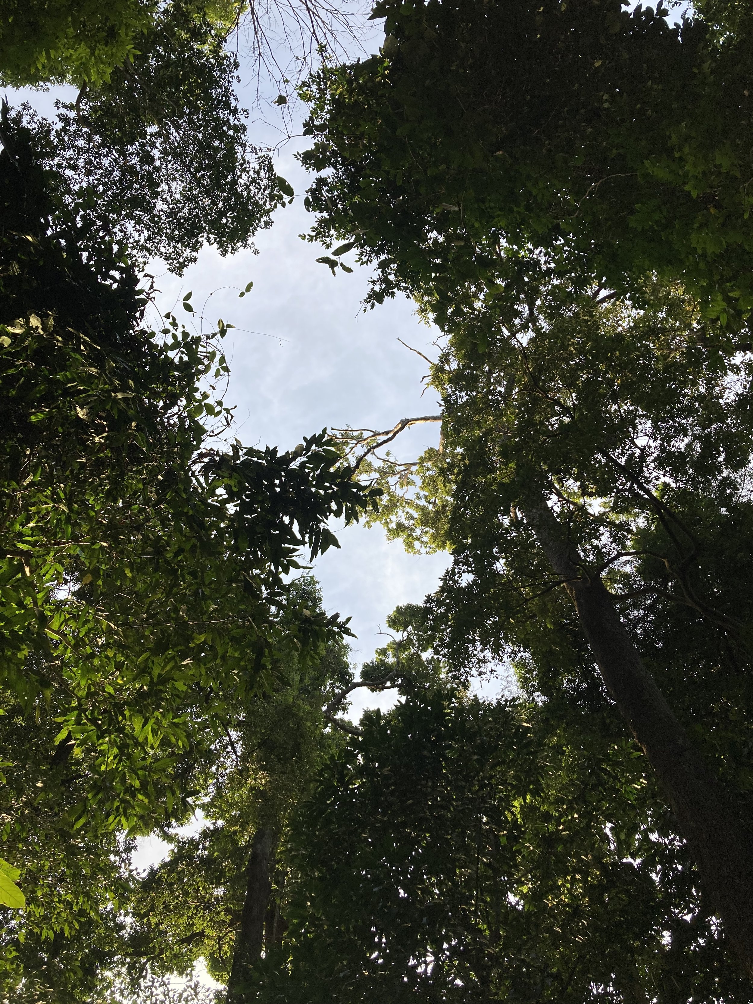 Tree canopy seen from below with a partly cloudy sky visible through the leaves.