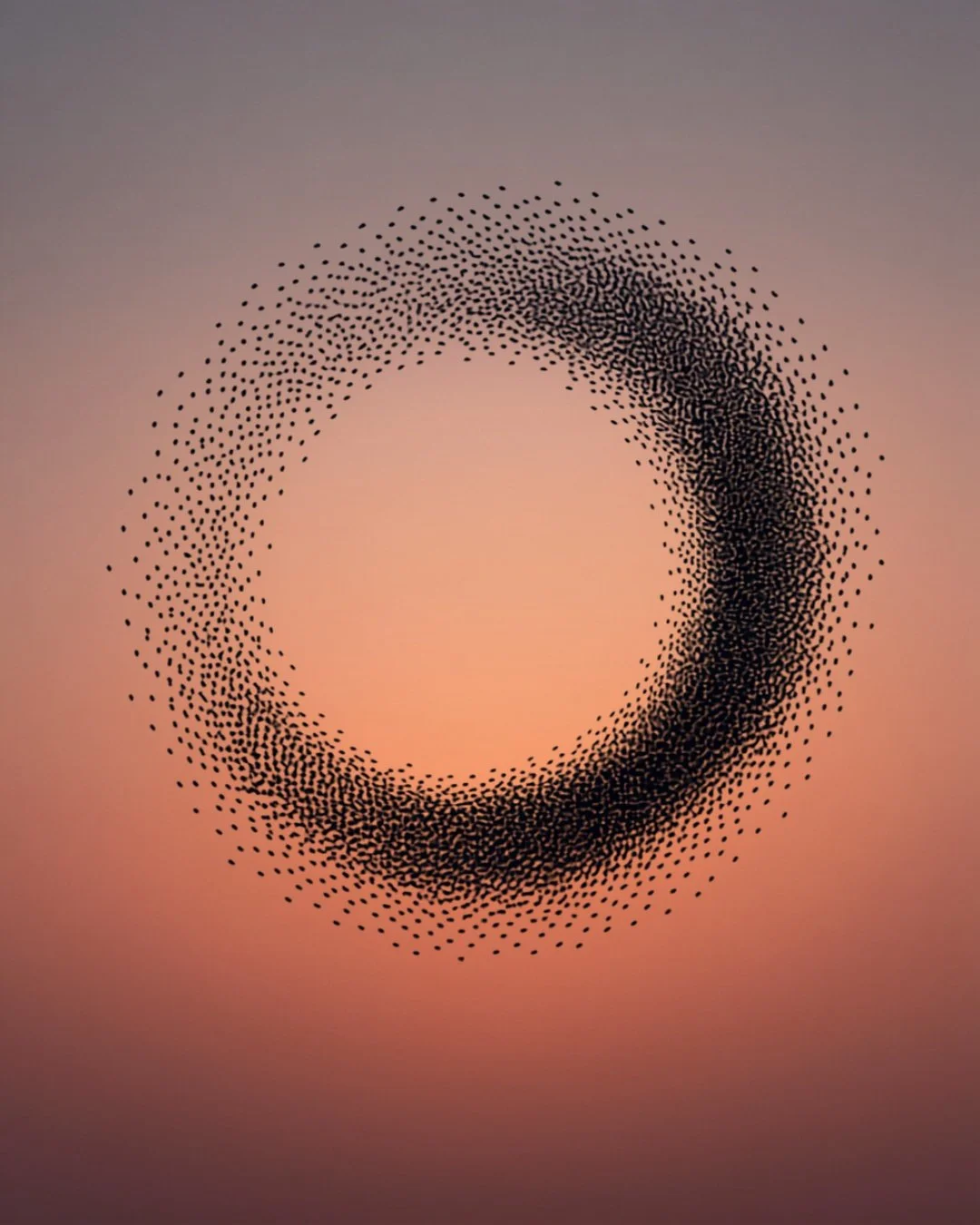 Somatic Coherence