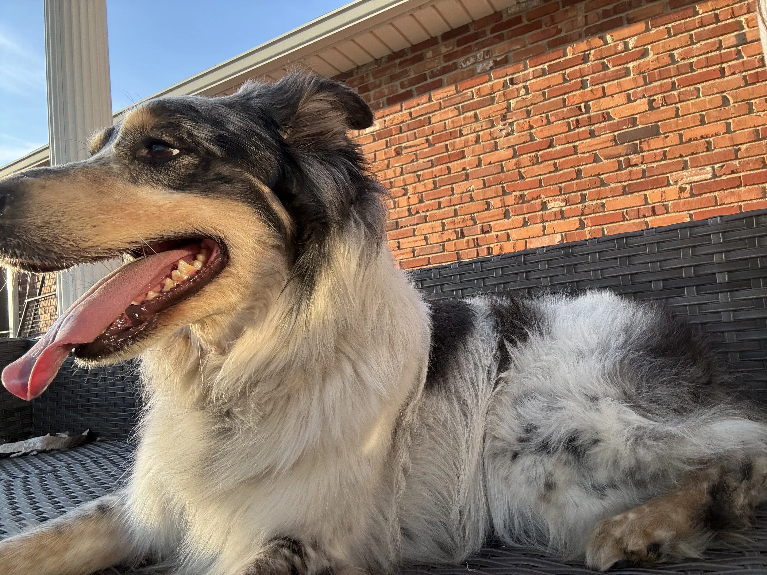 Australian Shepherd relaxing outside during supervised yard time at Paws Retreat.