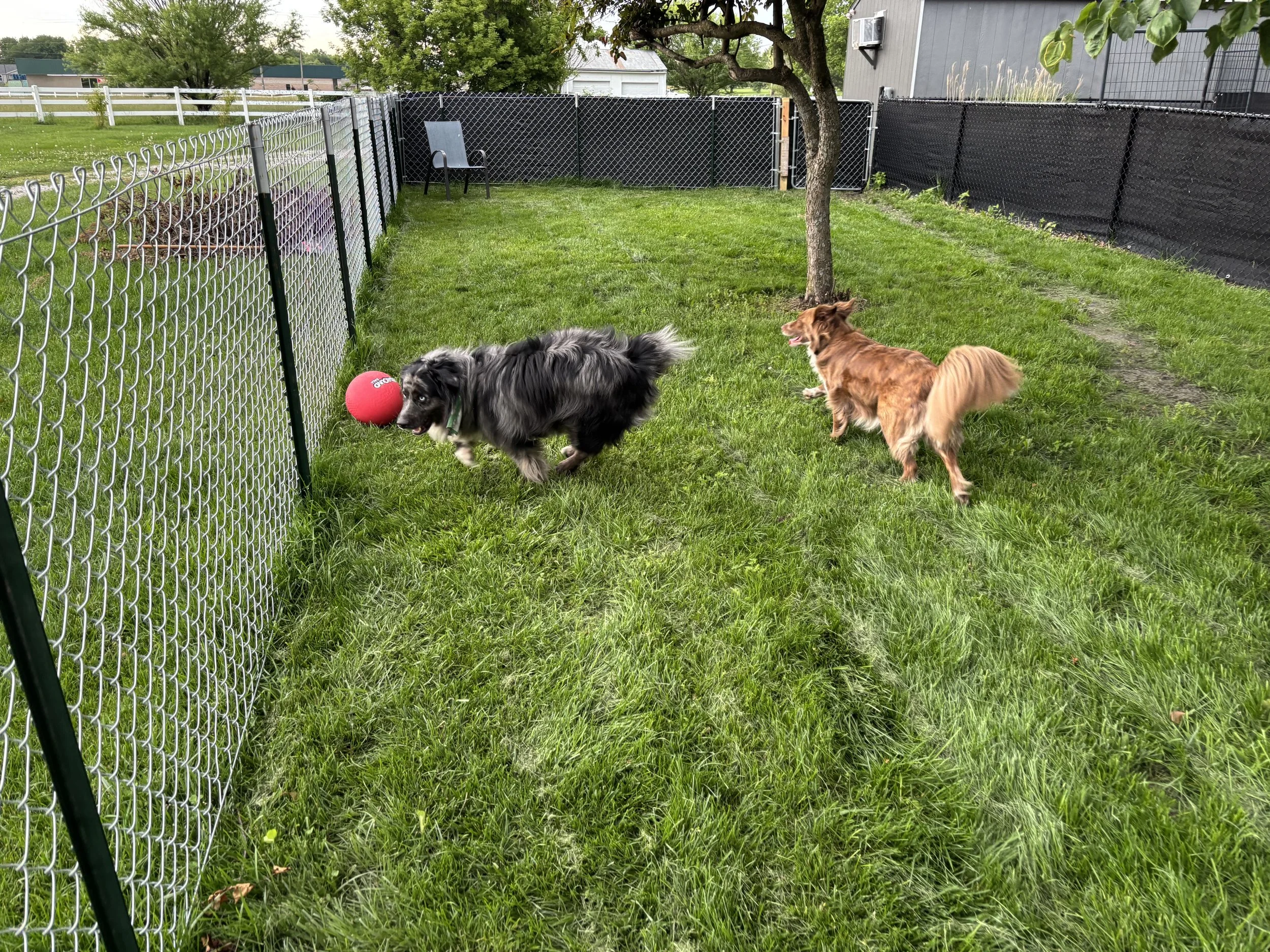 Two dogs from the same family playing together with a ball in a secure private outdoor run yard at Paws Retreat.