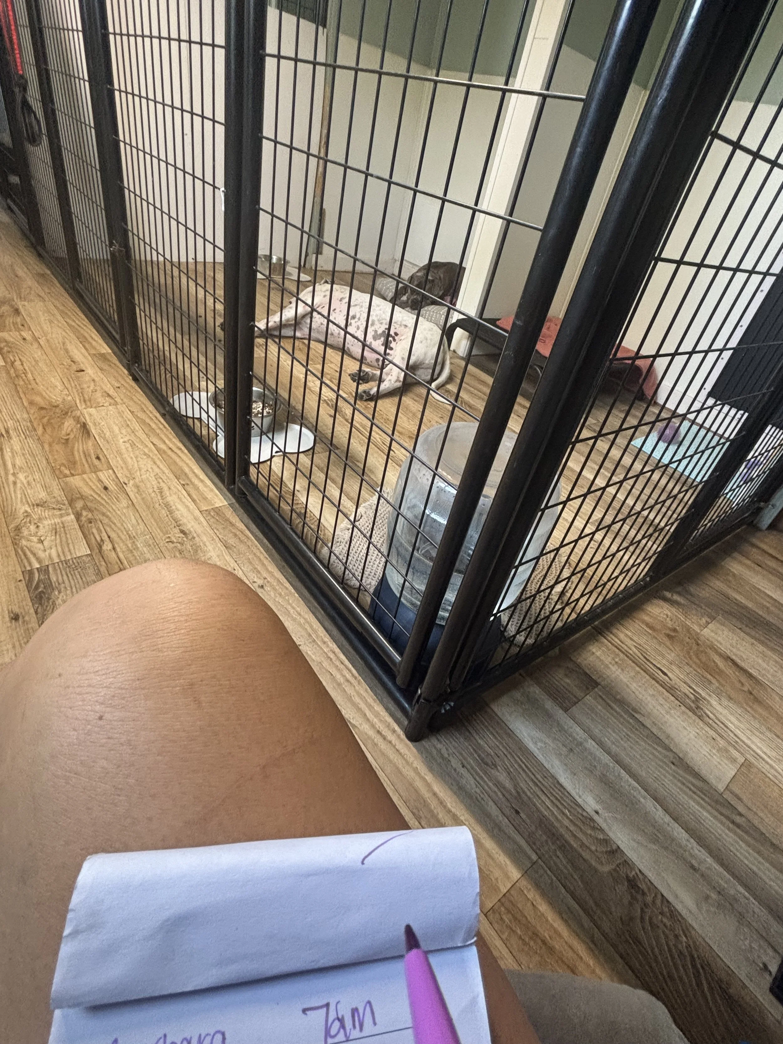 Care notes being recorded while dogs rest in their private indoor boarding space at Paws Retreat.