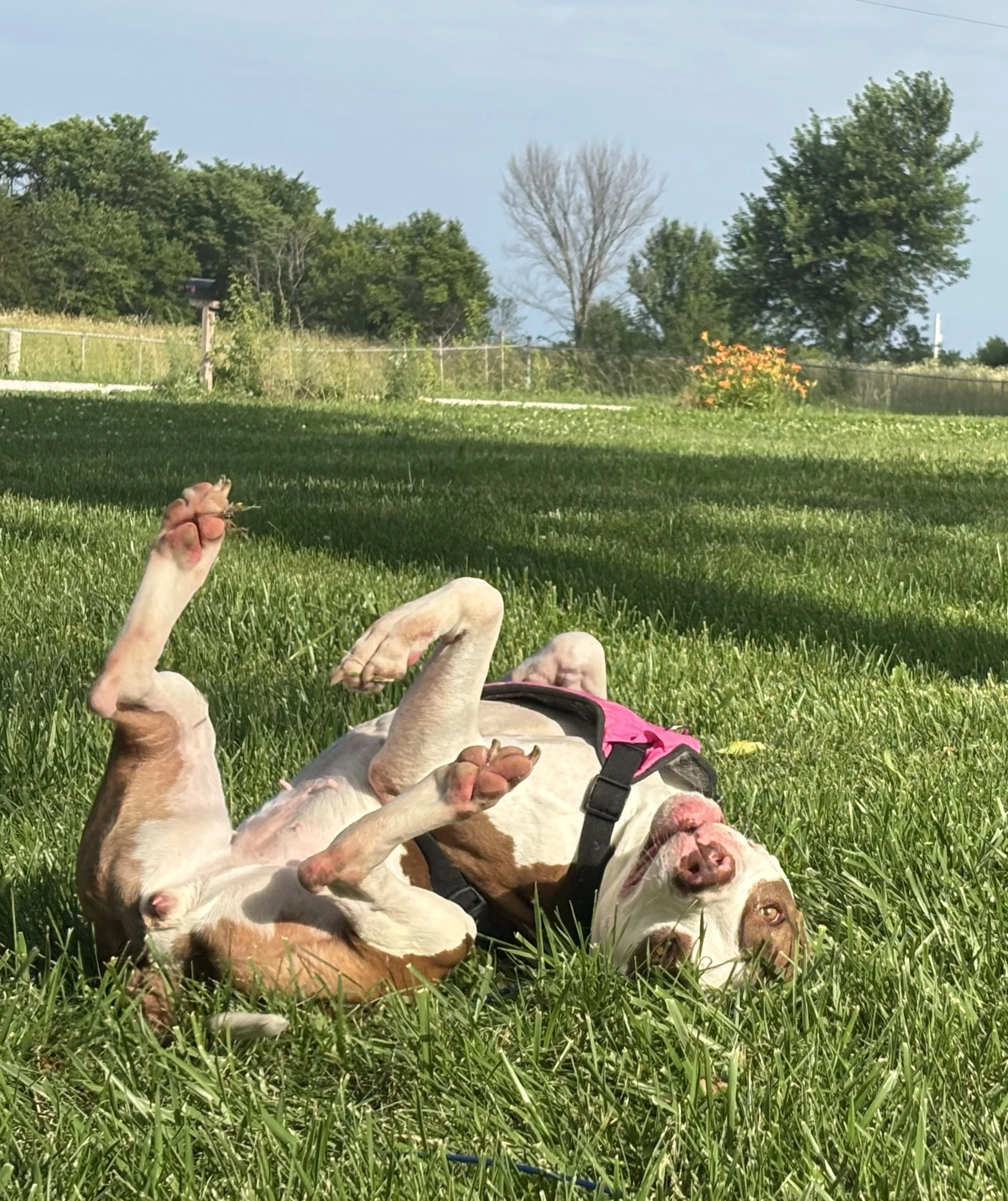 Happy dog rolling the grass during supervised outdoor playtime at Paws Retreat.