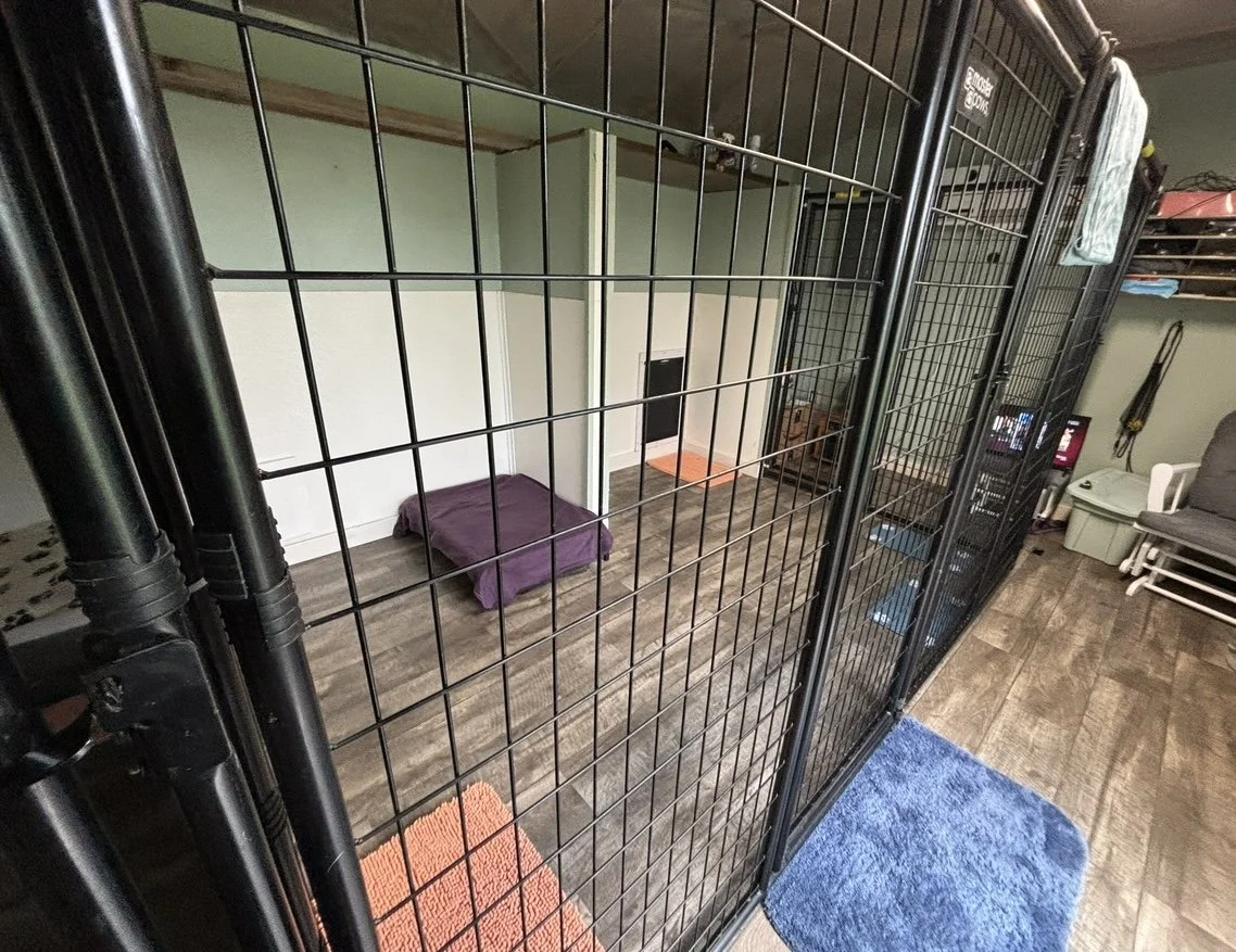 An empty pet crate with a purple pillow inside, situated in a room with wood flooring, a blue rug, and other furniture.
