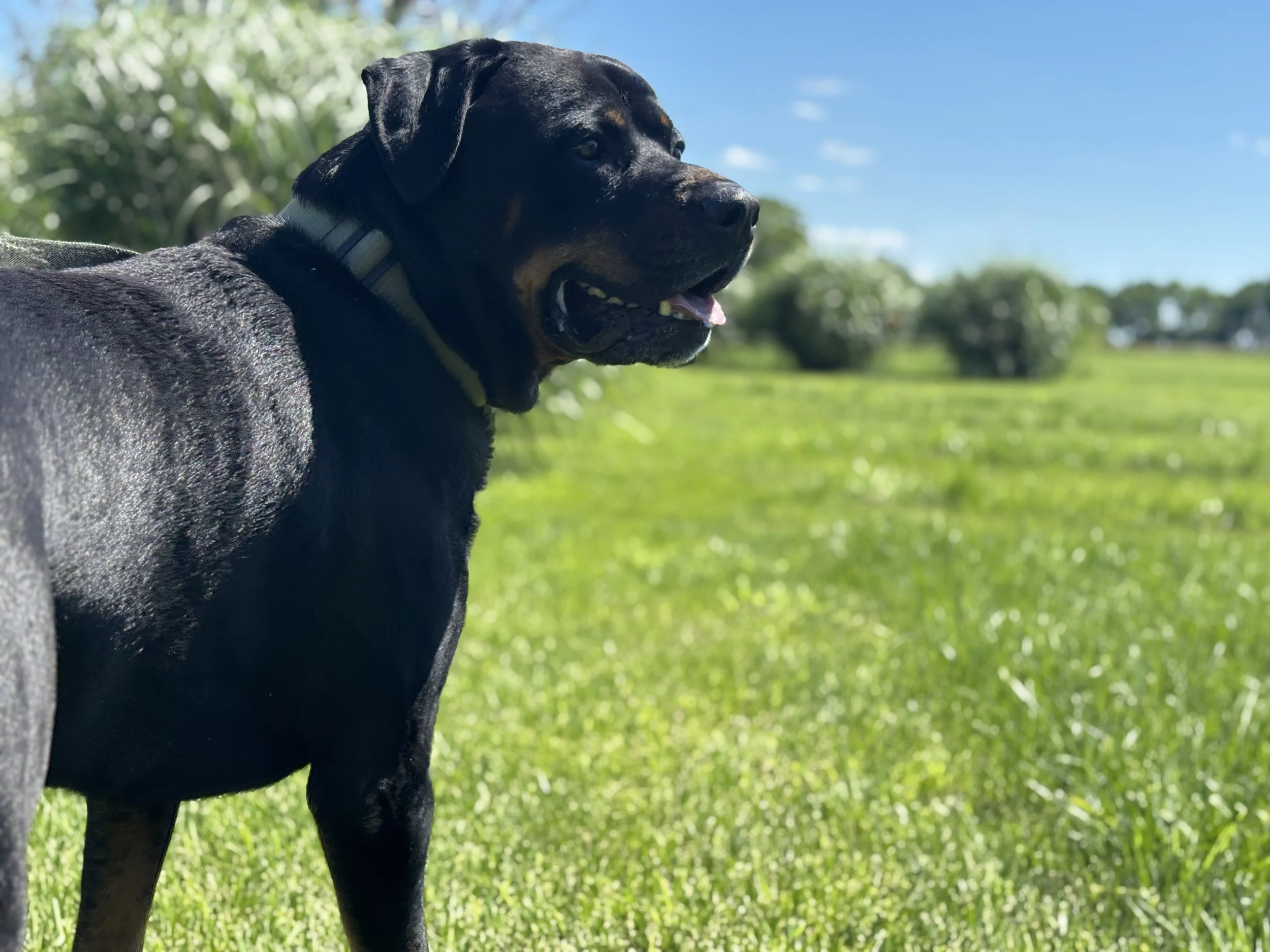 Rottweiler enjoying supervised outdoor time in the grassy yard at Paws Retreat.