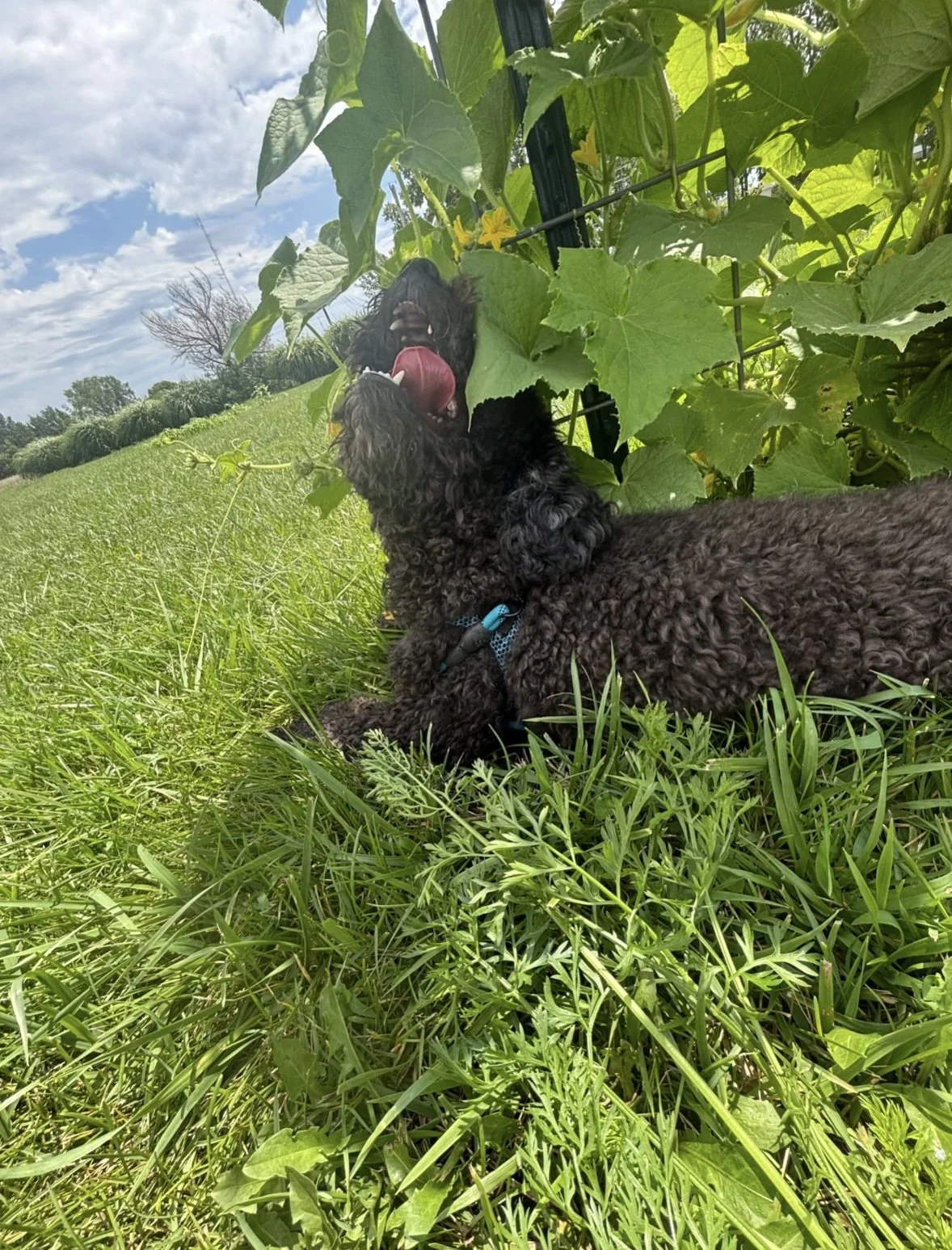 Black dog exploring the garden during supervised outdoor time at Paws Retreat.