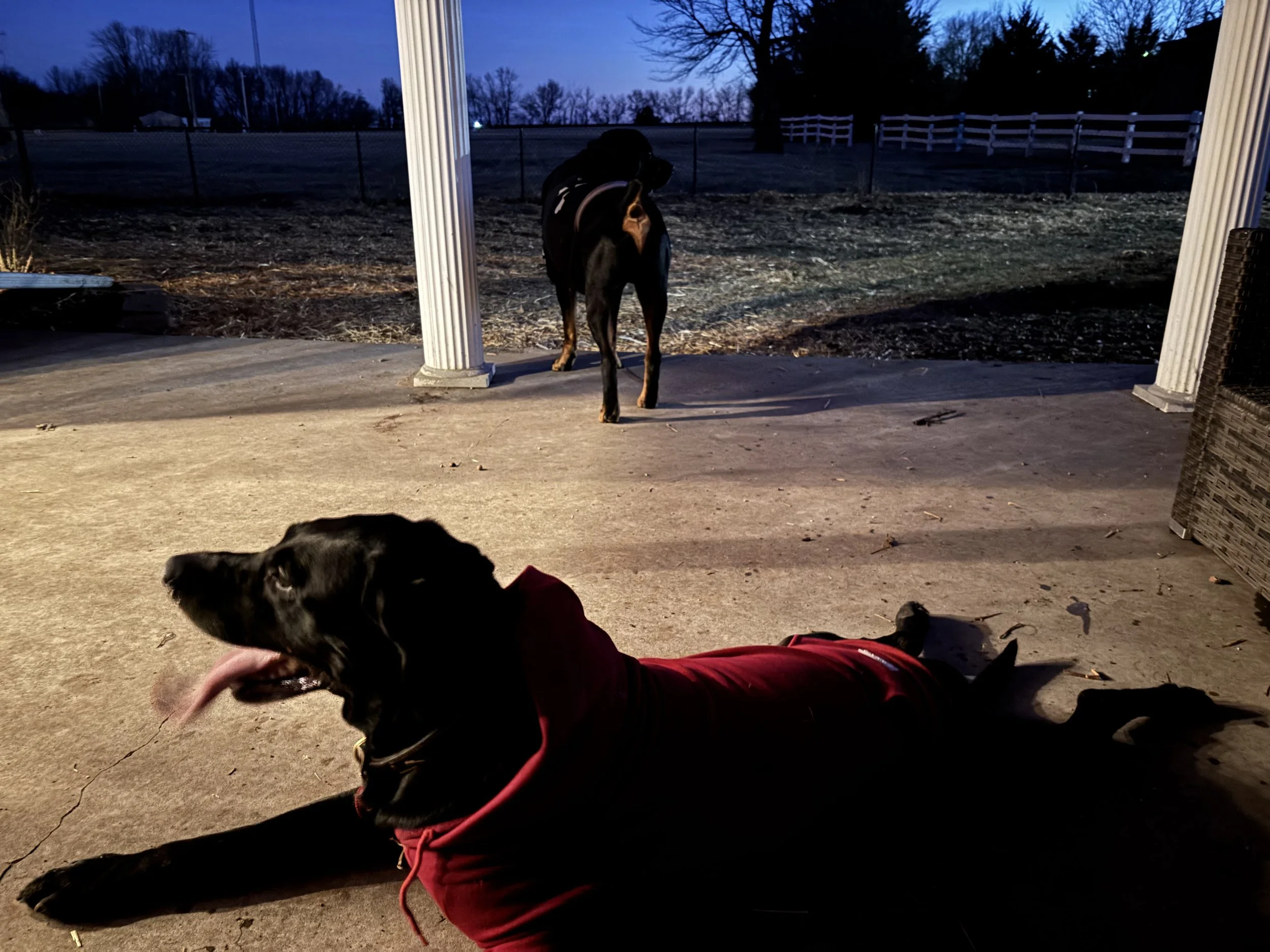 Two dogs from the same family relaxing together on the patio during outdoor evening time at Paws Retreat.