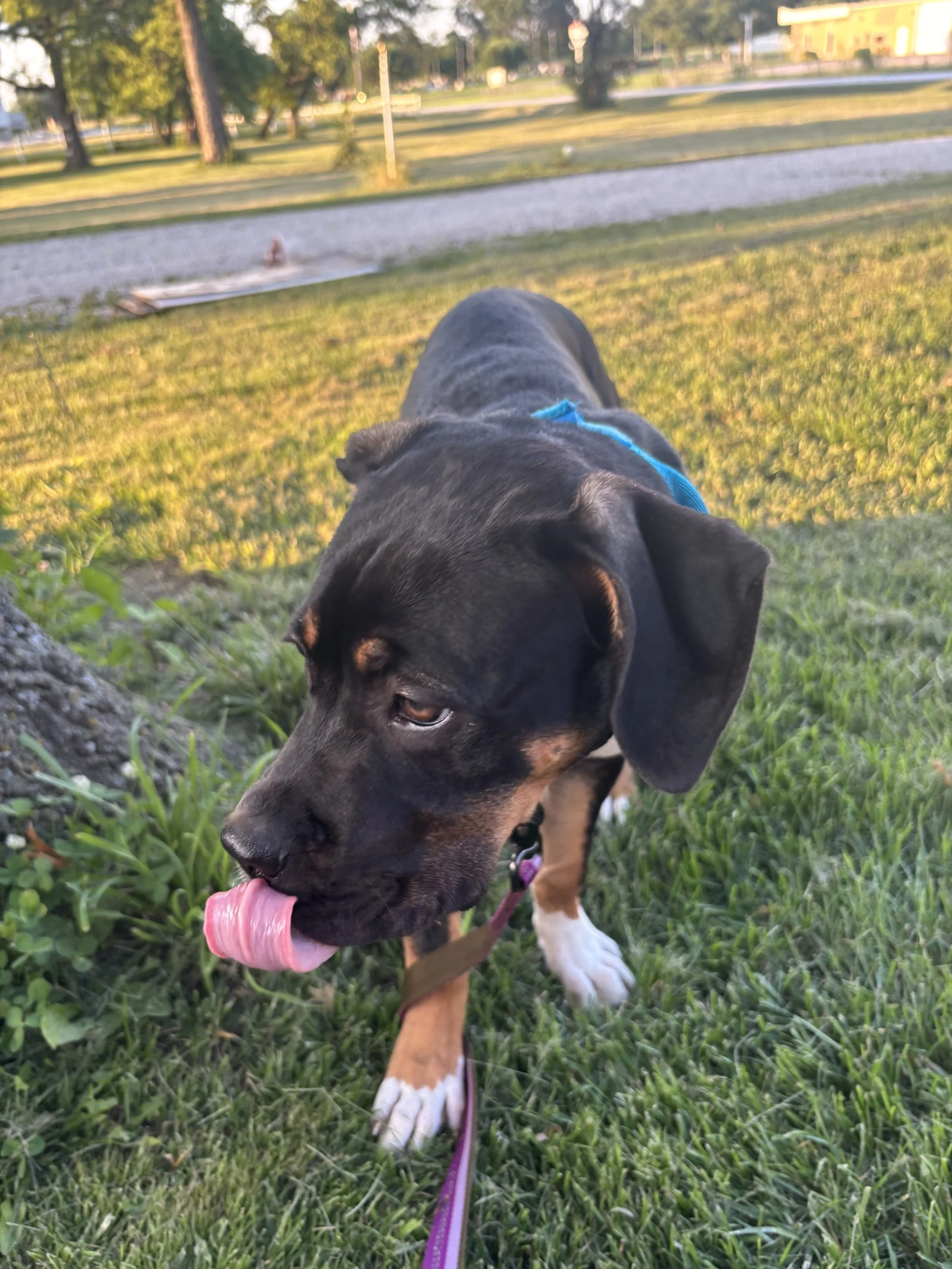 Young dog enjoying supervised walk and sniffing in the grass during outdoor time at Paws Retreat.