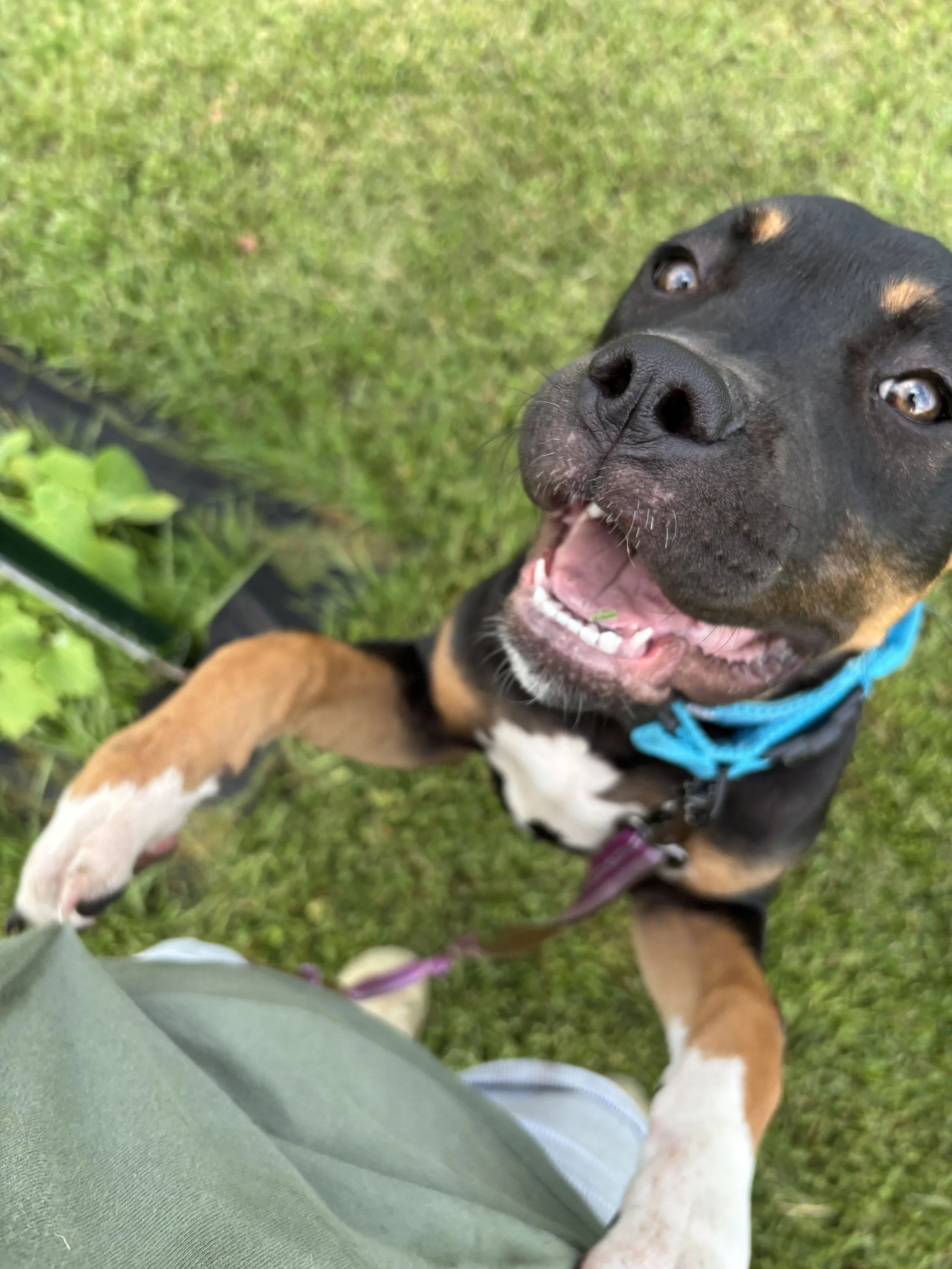 Happy young dog showing appreciation during their outdoor play time at Paws Retreat.