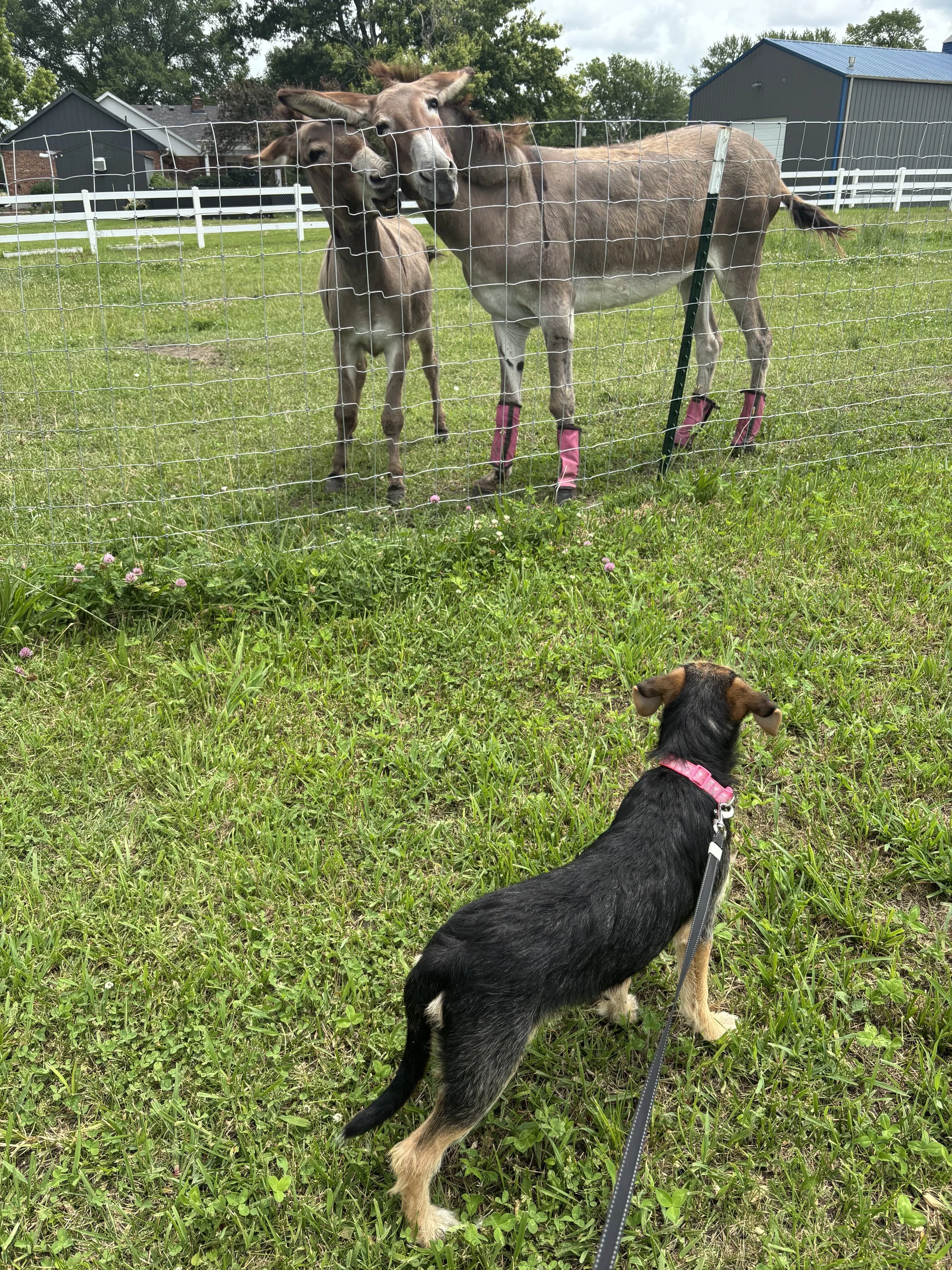 Dog calmly observing the resident donkeys from a safe distance during outdoor time at Paws Retreat.