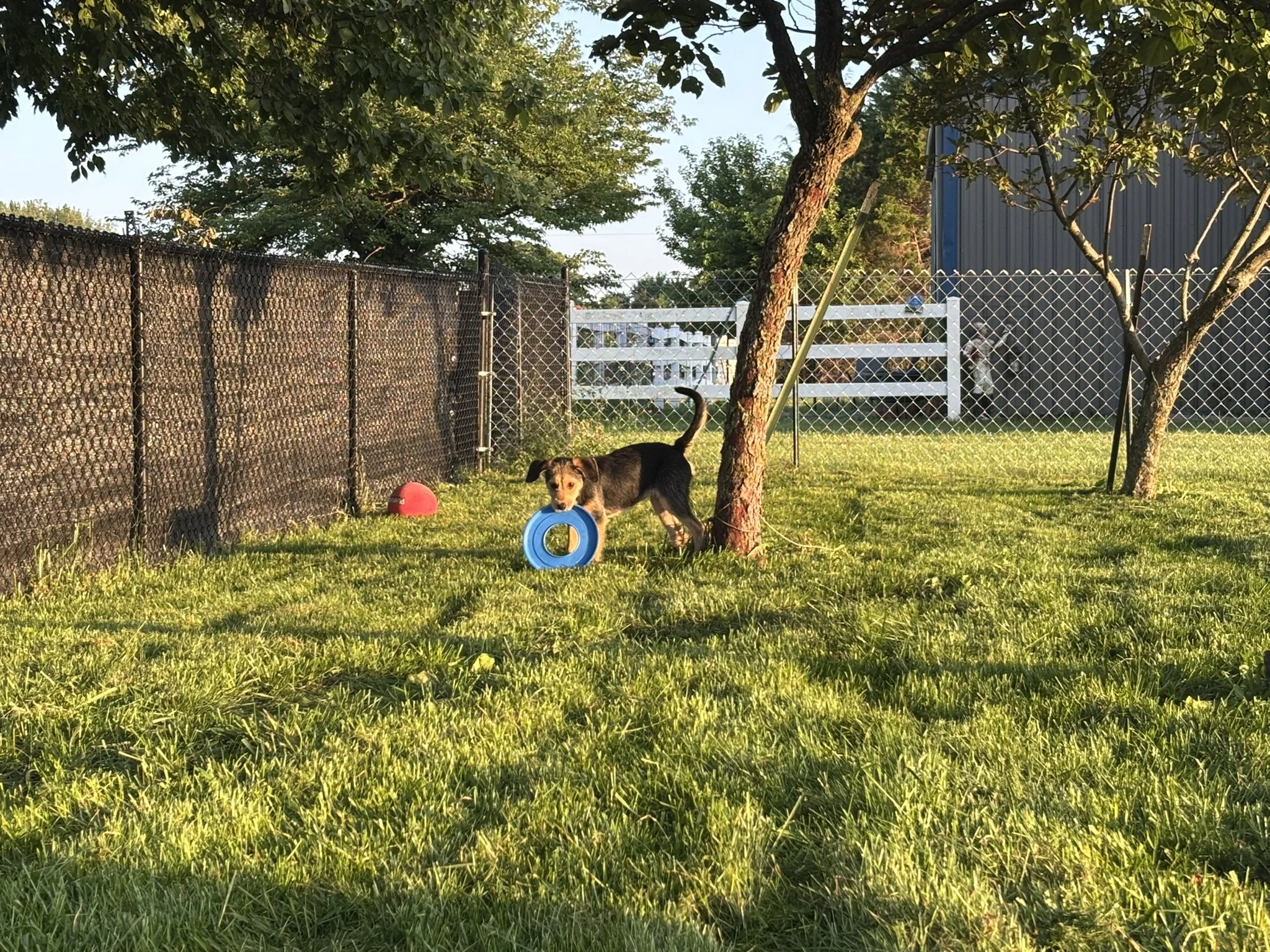 Dog enjoying supervised playtime with enrichment toys in the shaded outdoor yard at Paws Retreat.