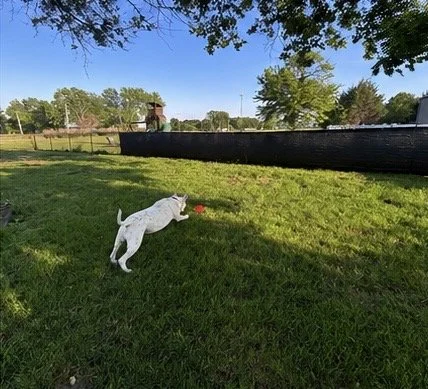 White dog leaping to catch a frisbee during supervised outdoor playtime at Paws Retreat.
