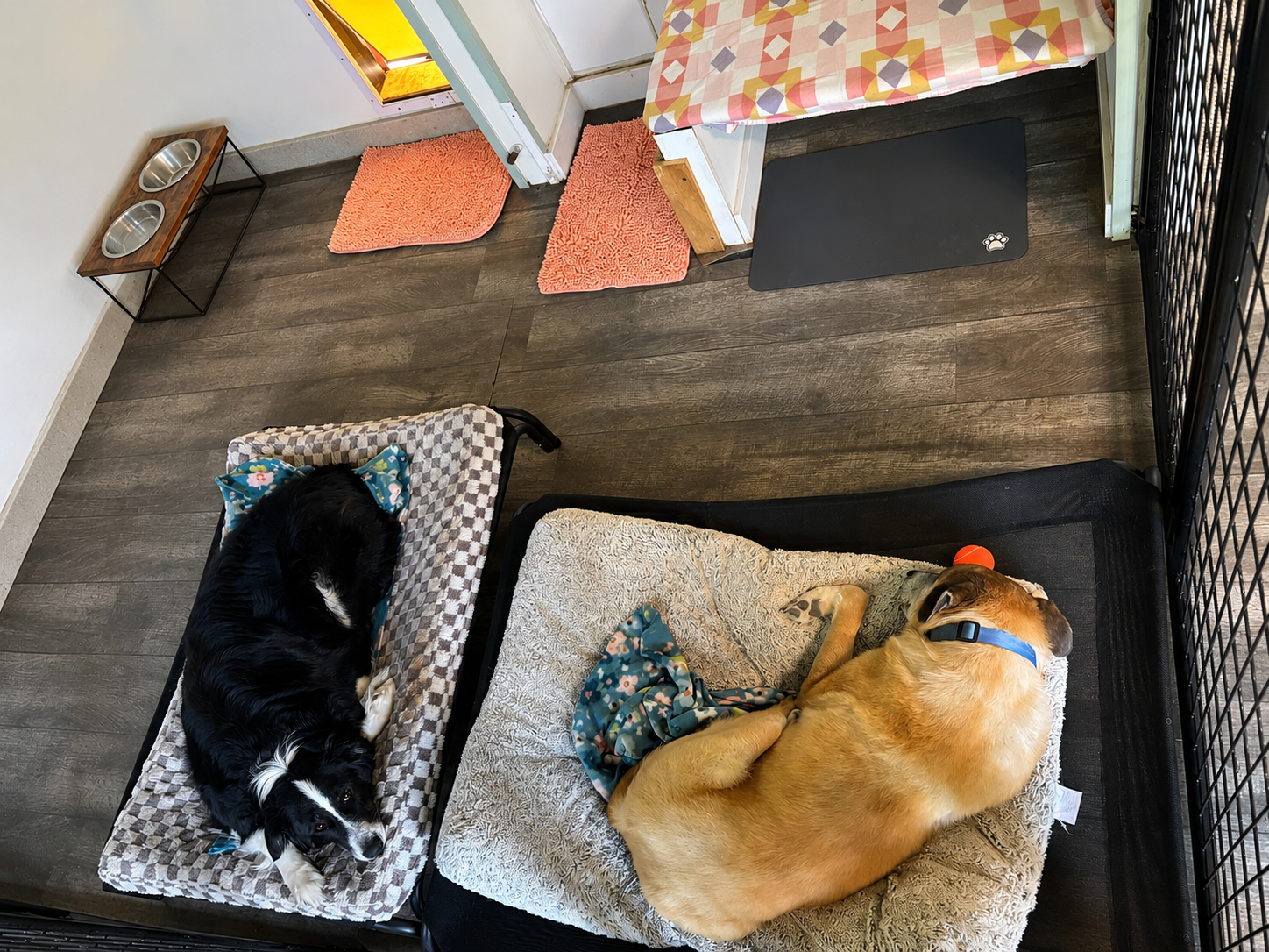 Two dogs from the same family resting comfortably on separate beds in their private indoor boarding space at Paws Retreat.