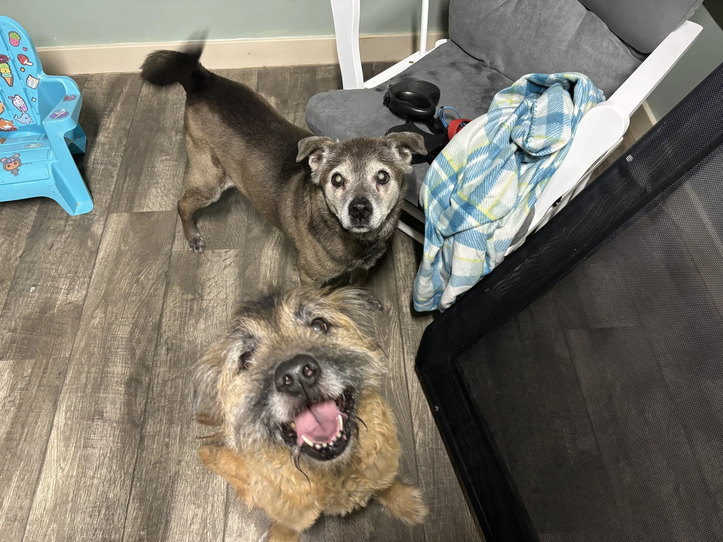 Two dogs from the same family happily checking in with us inside their private boarding space at Paws Retreat.