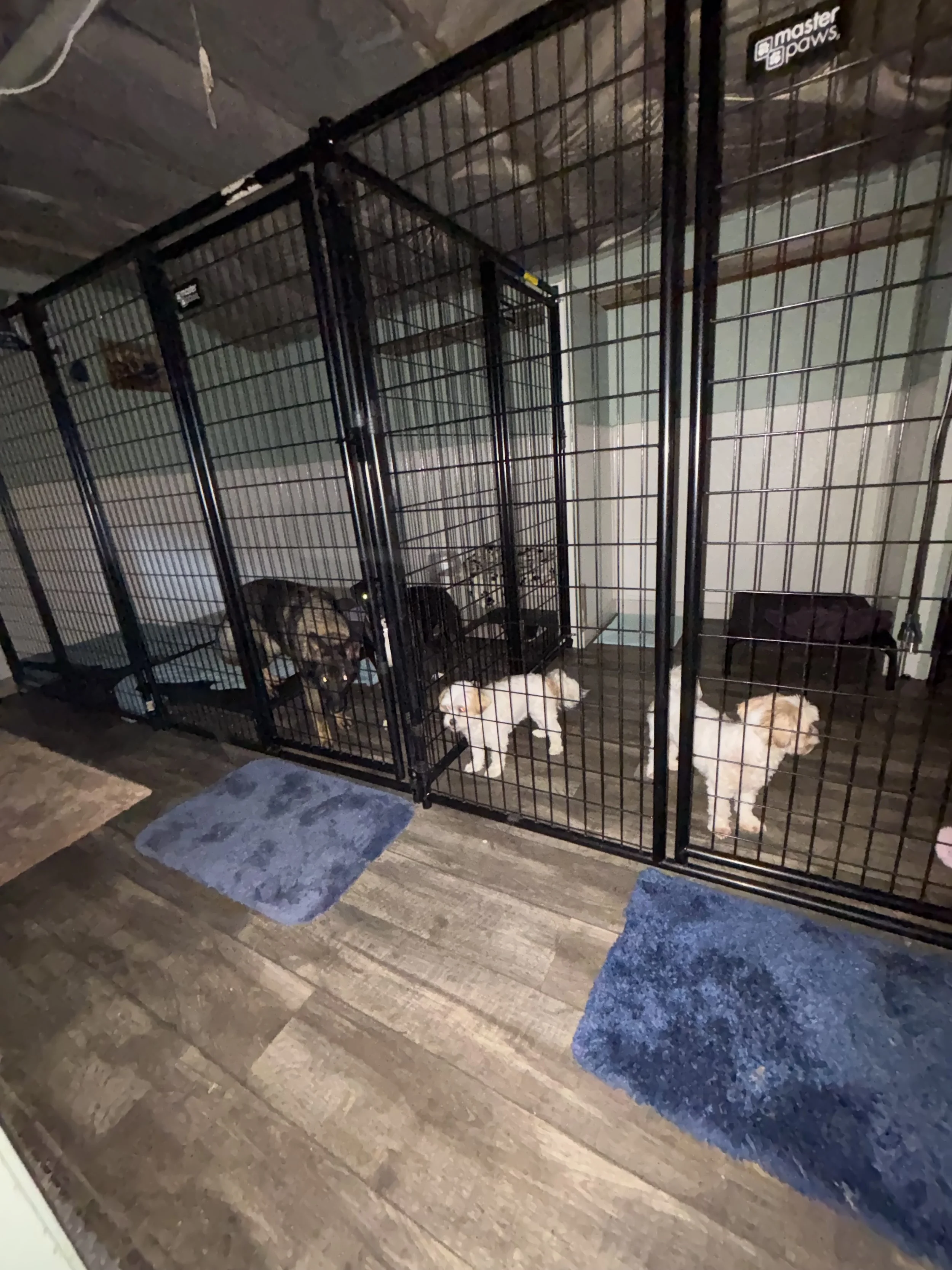 Large and Small dogs from the same family boarded nearby in separate indoor spaces for their comfort and safety at Paws Retreat.