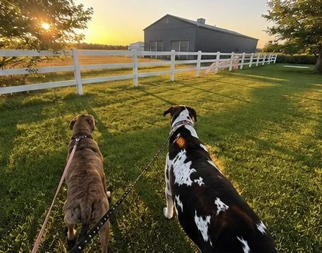 Two dogs from the same family enjoying a peaceful sunset walk at Paws Retreat.