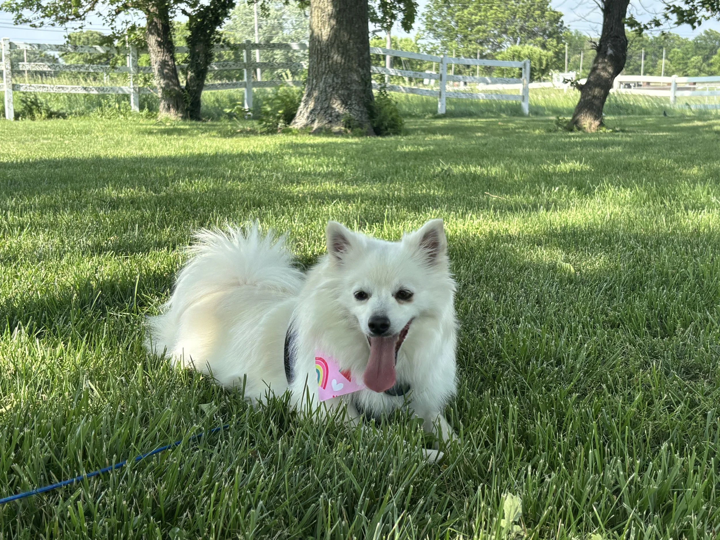 Fluffy white dog relaxing in the shaded grass during supervised outdoor time at Paws Retreat.