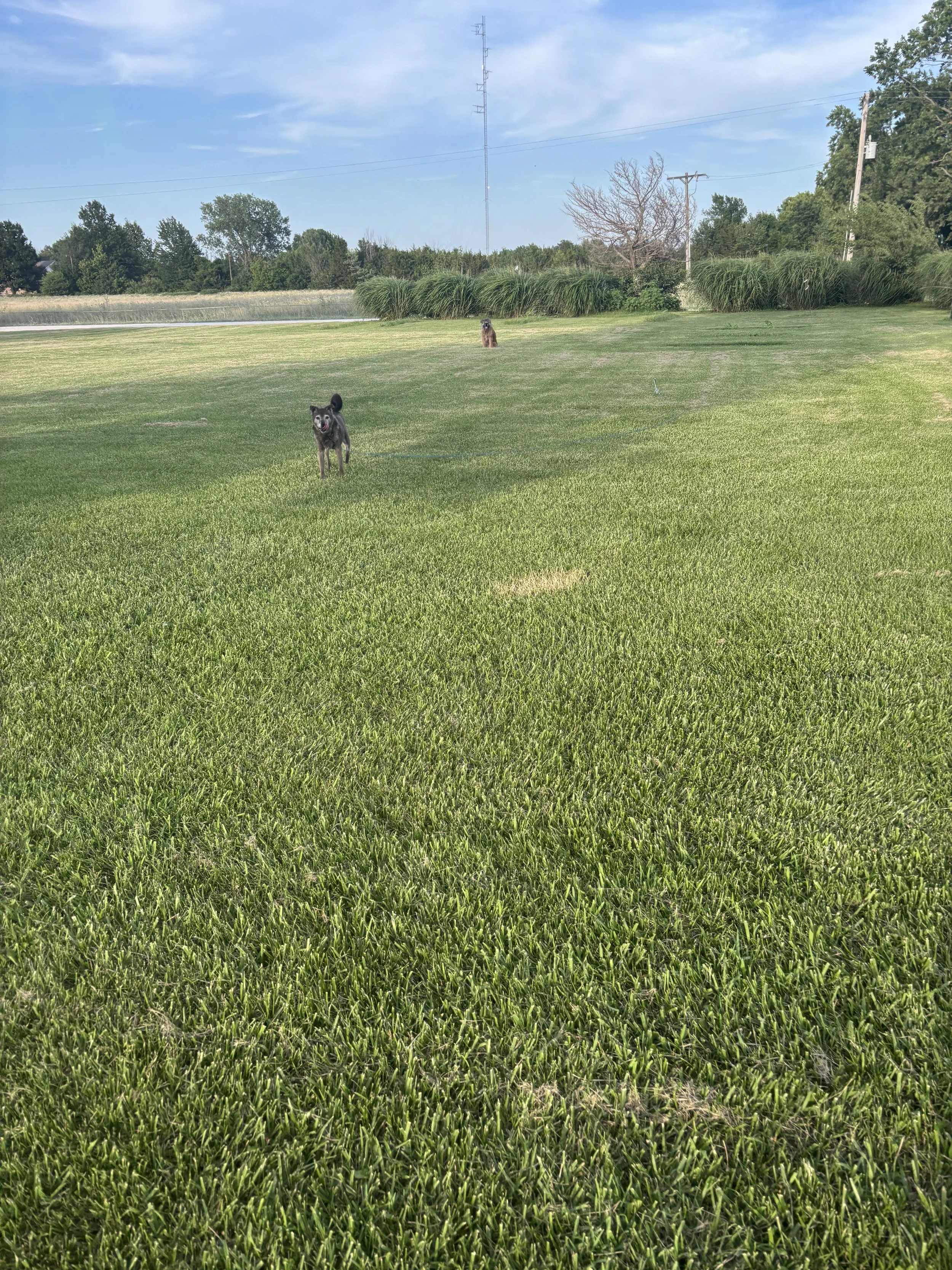 Two dogs from the same family exploring the open grassy field during supervised outdoor time at Paws Retreat.