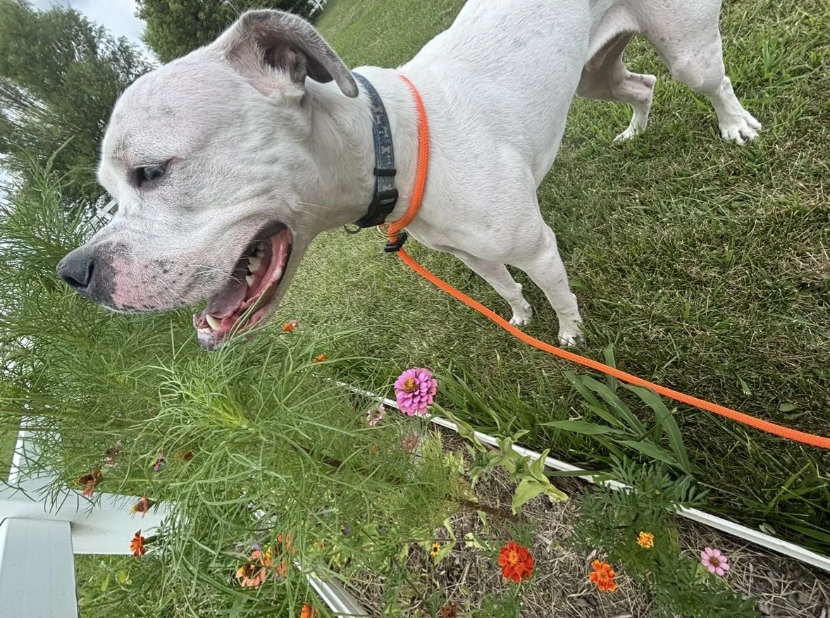 A white dog with a black nose and collar, on an orange leash, standing on grass near a flower bed with pink and orange flowers, sniffing the plants.