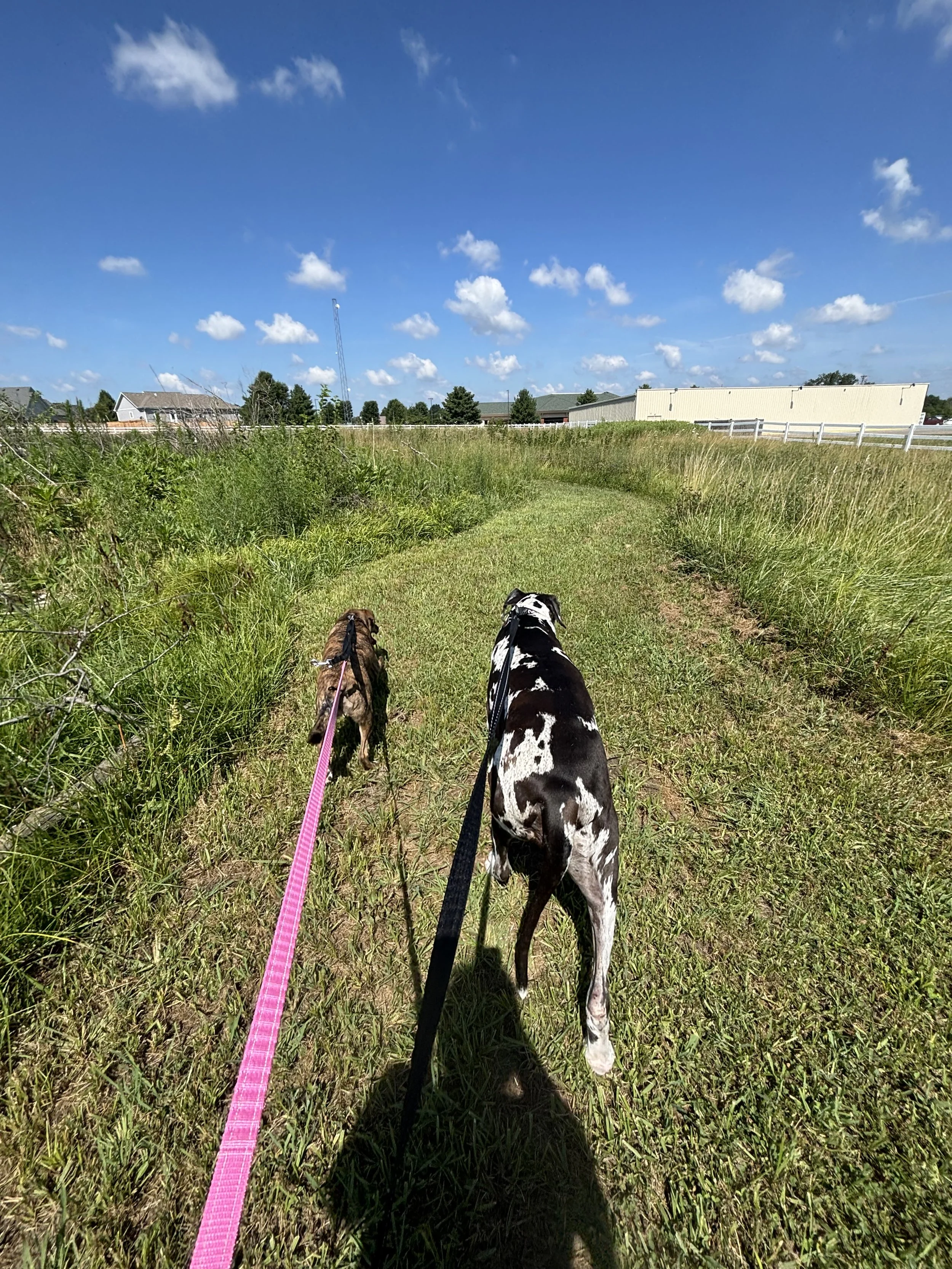 Two dogs from the same family enjoying supervised walk along the grassy paths through the field at Paws Retreat.