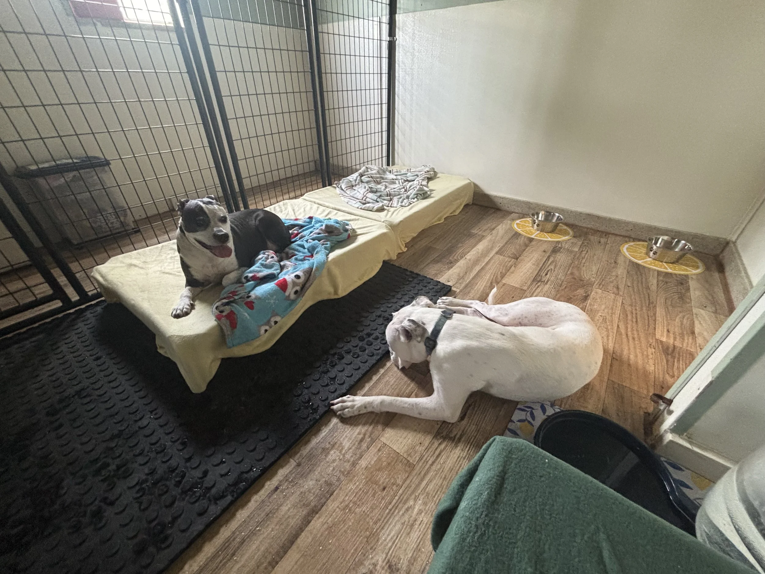 Two dogs from the same family relaxing together in their private indoor boarding space at Paws Retreat.