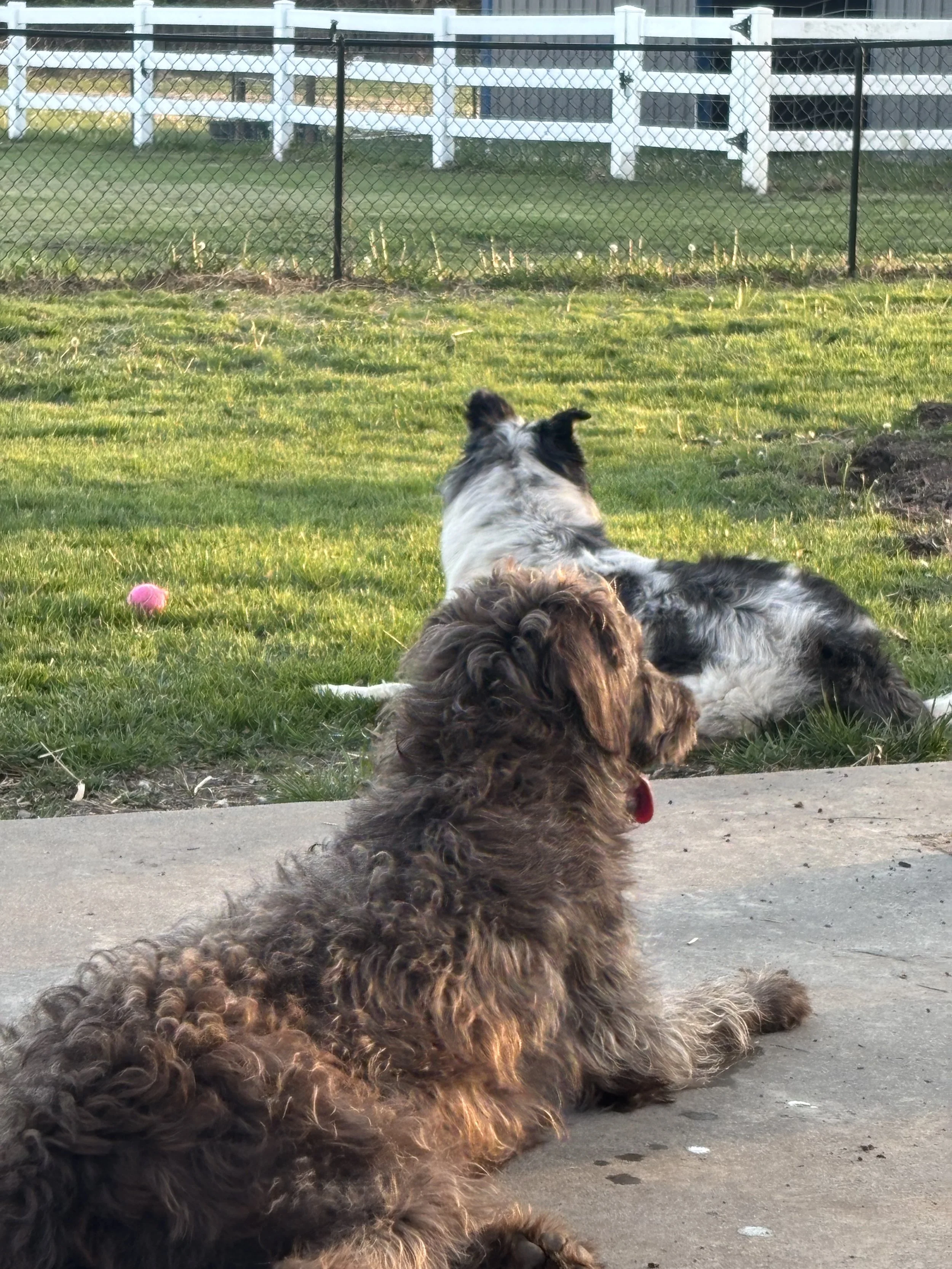Two dogs from the same family relaxing together in yard at Paws Retreat.