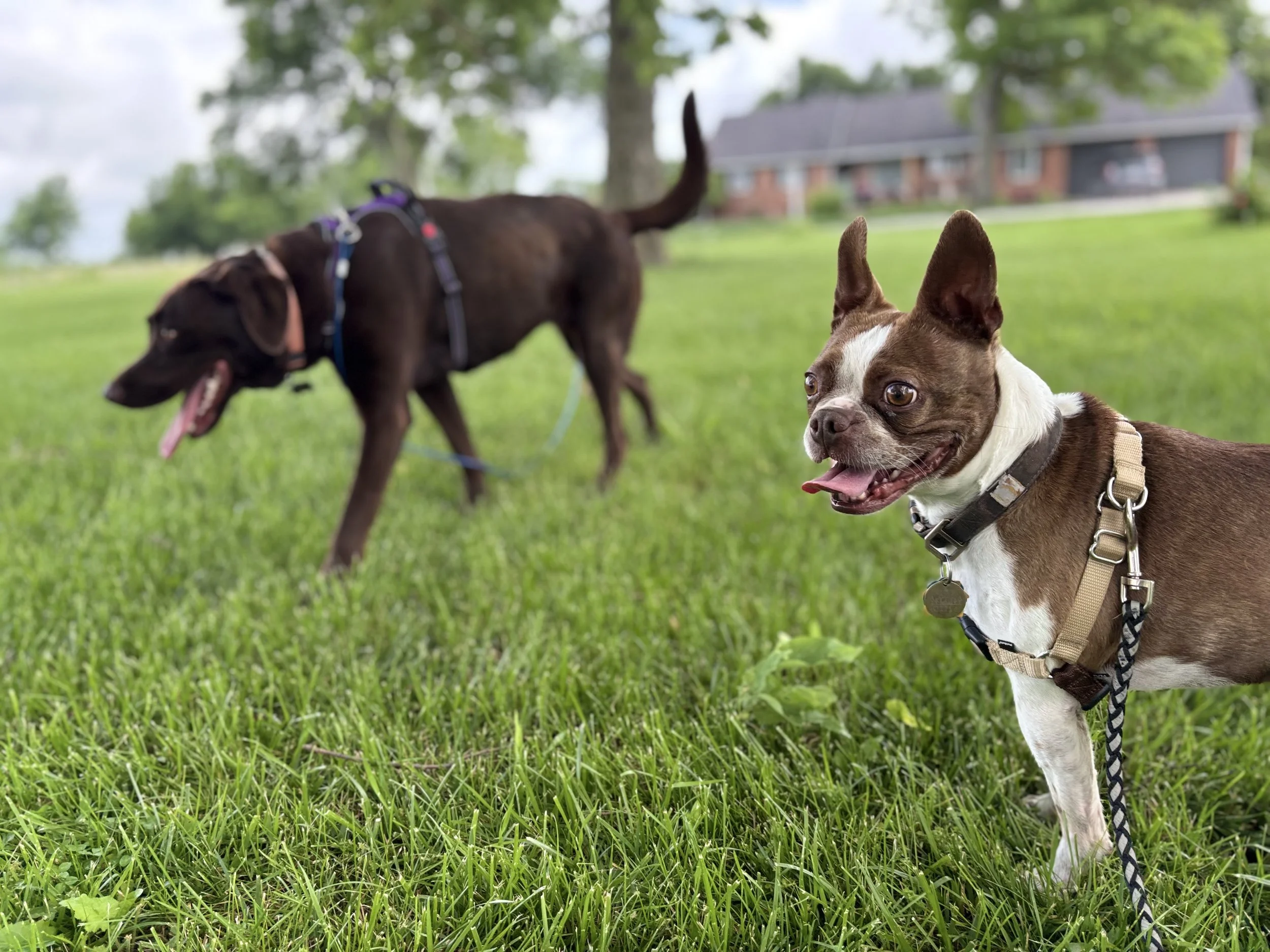 Two dogs from the same family enjoying supervised outdoor time together at Paws Retreat.