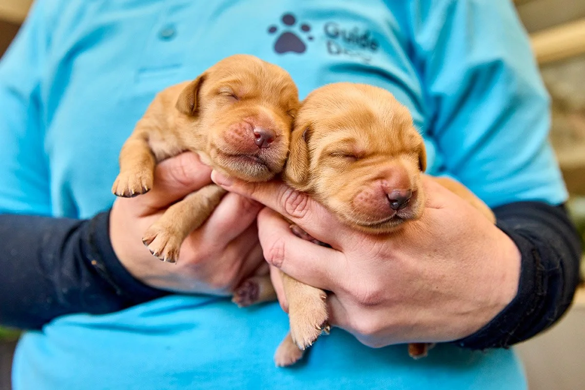 Two small, brown puppies being held gently by a person wearing a blue shirt with a paw print logo.