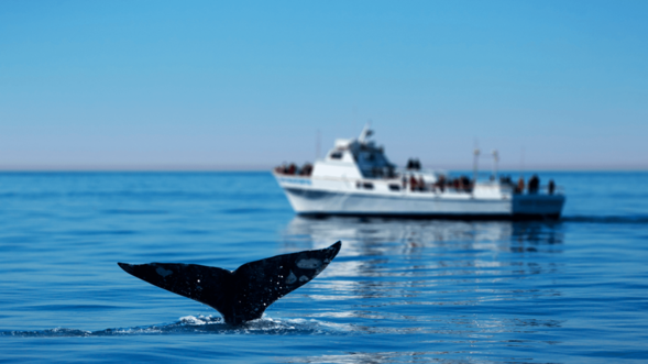 Whale Watching in Cabo San Lucas