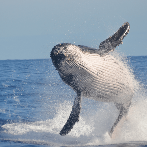 Whale Watching in Cabo San Lucas  4.png