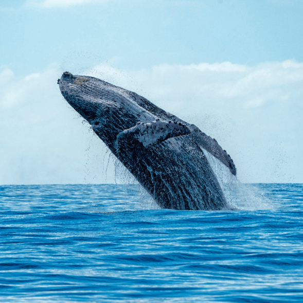 Whale Watching in Cabo San Lucas 2.png