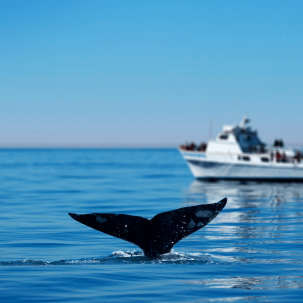 Whale Watching in Cabo San Lucas 3.png