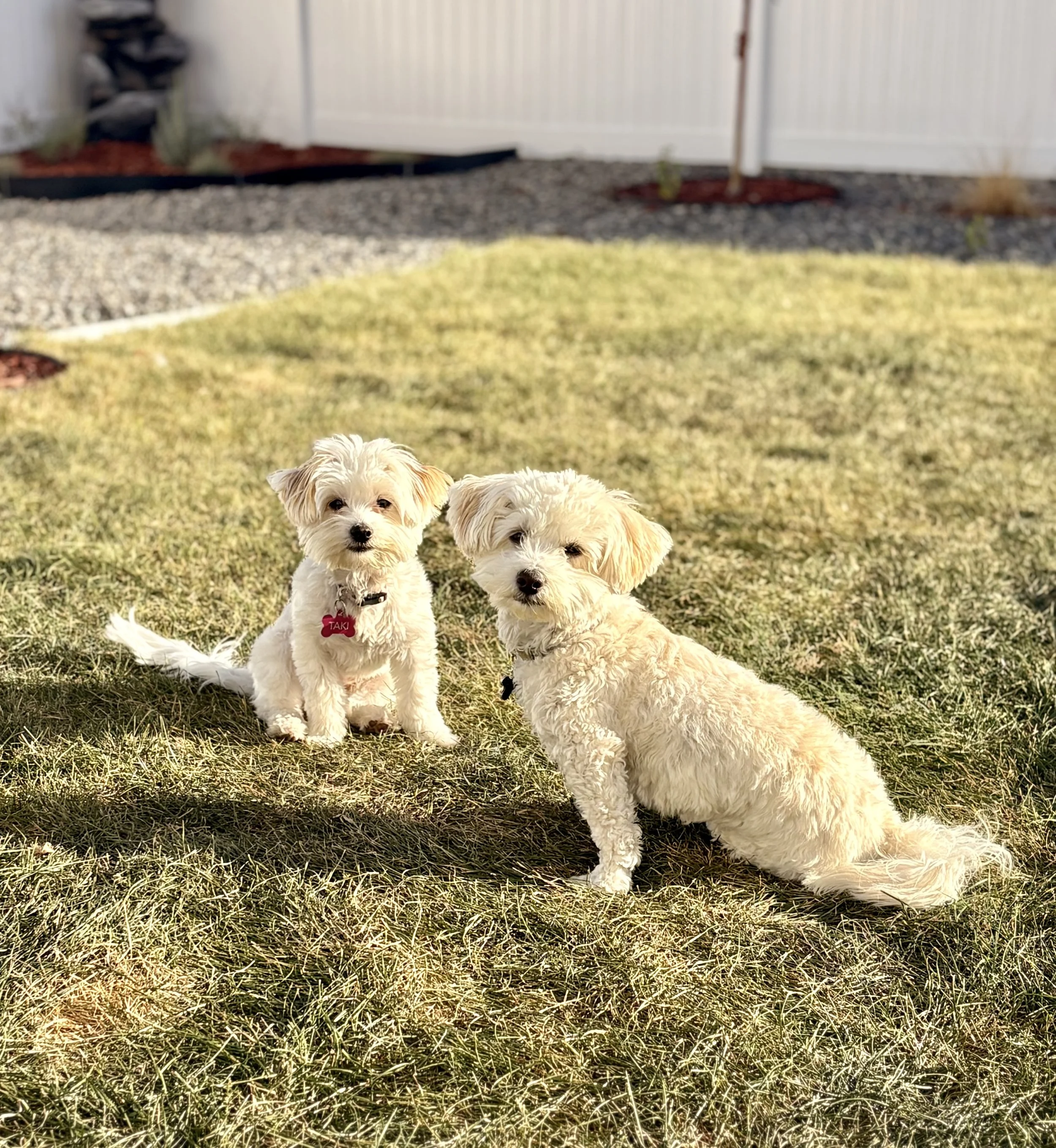 Two small light-colored puppies with fluffy fur sitting on grass in a backyard with a white fence, a tree with a stake, a gravel area, and some plants in the background.