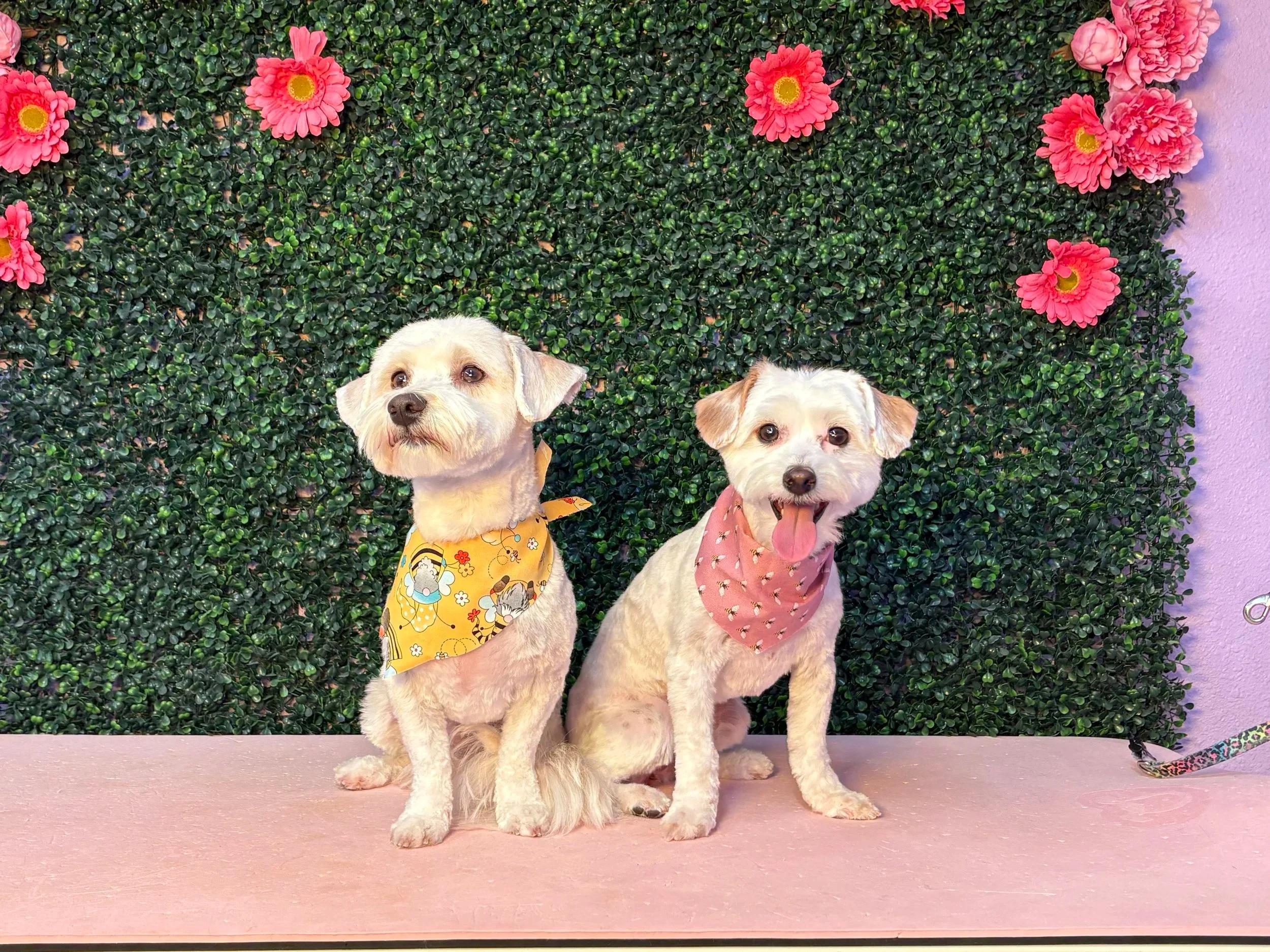 Two small dogs with light fur and floppy ears sitting on a pink surface in front of a green leafy wall with pink flowers. One dog wears a yellow bandana with cartoon characters, and the other wears a pink bandana with small designs. One dog has its tongue out.