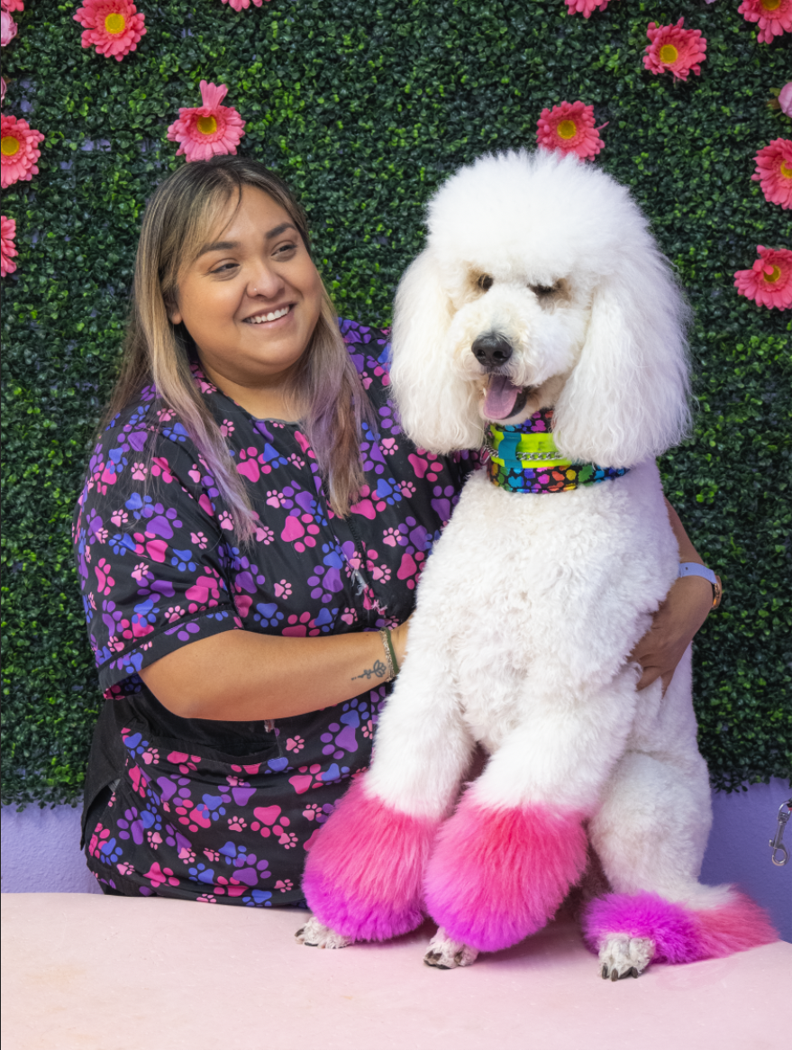 A woman holding a large white poodle with pink and purple dyed fur on its paws and tail, standing in front of a green leafy backdrop with pink flowers
