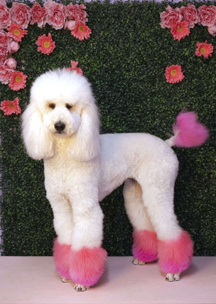 A poodle with pink fur on its paws and tail standing on a pink surface in front of a green hedge wall decorated with pink flowers.