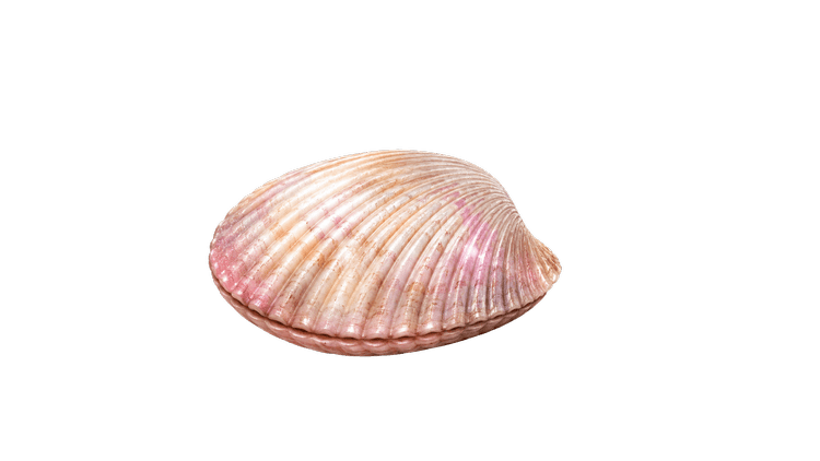 Closed enchanted seashell