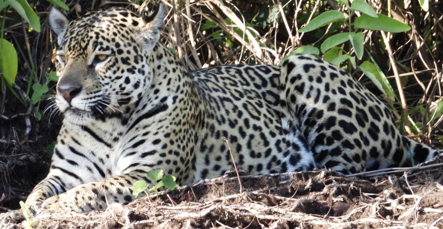 Wildlife photography. A jaguar lying on the ground among green foliage and dried grass.