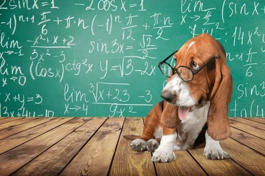 A cute brown and white puppy wearing glasses sitting on a wooden floor with a chalkboard filled with mathematical equations in the background.