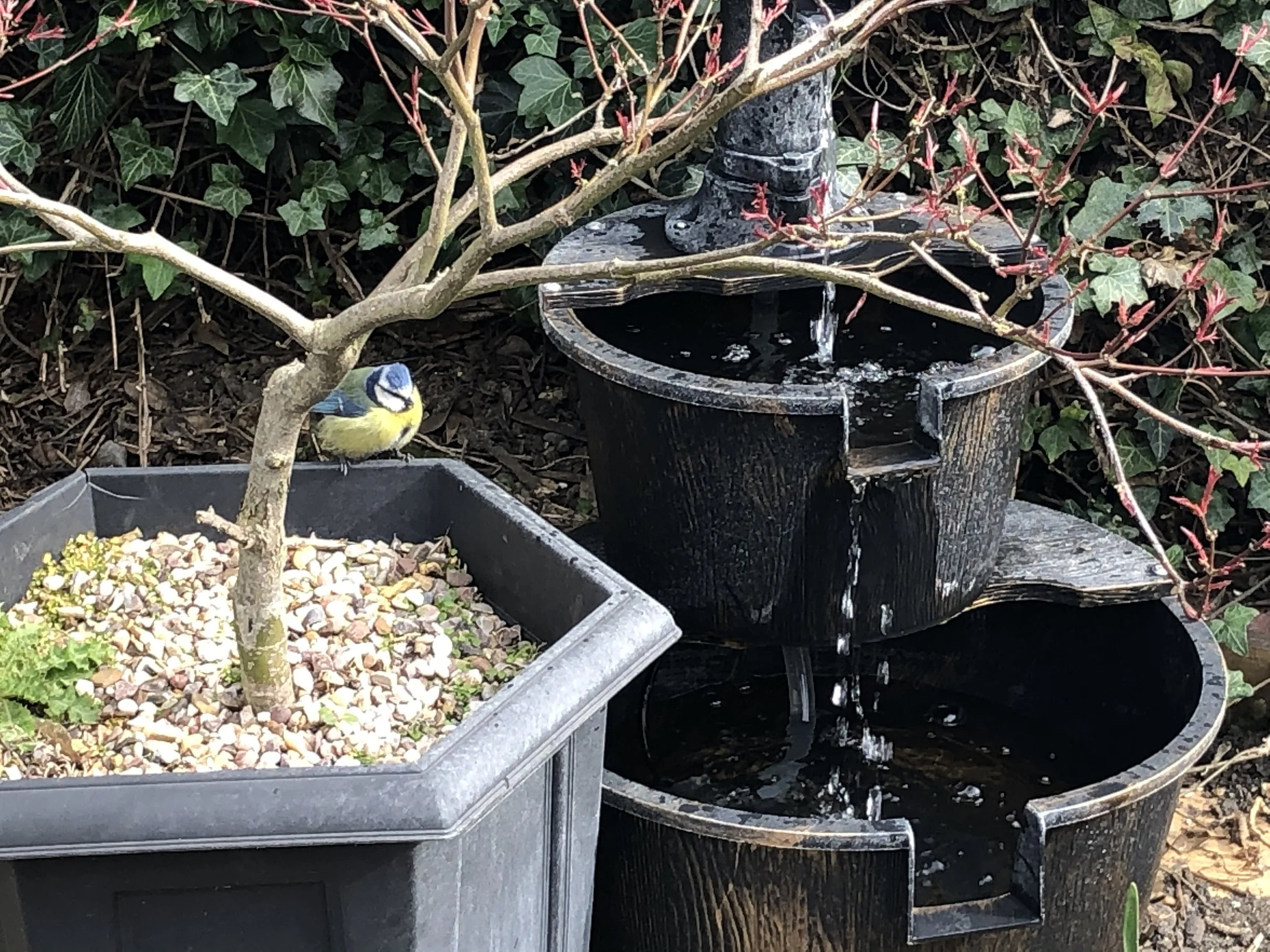 A yellow and blue bird perched on the edge of a gray planter filled with small rocks, near a small tree and a garden fountain surrounded by green ivy.