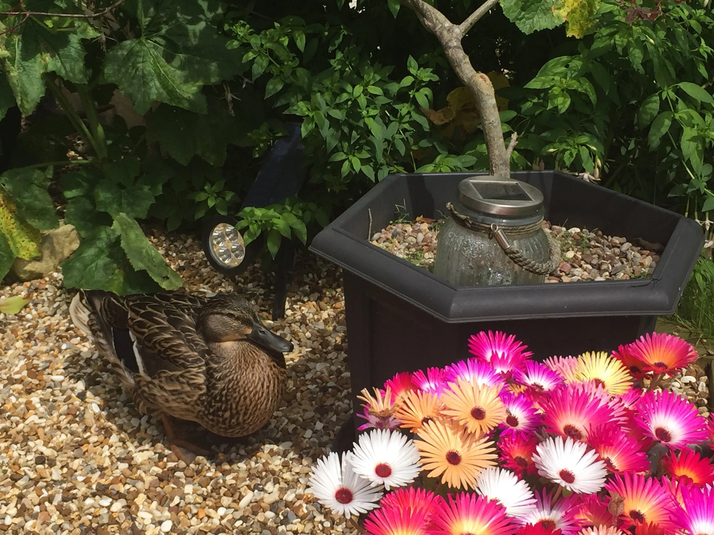 A duck resting on a bed of small pebbles with colorful flowers in a container in the foreground, green leafy bushes and trees in the background.