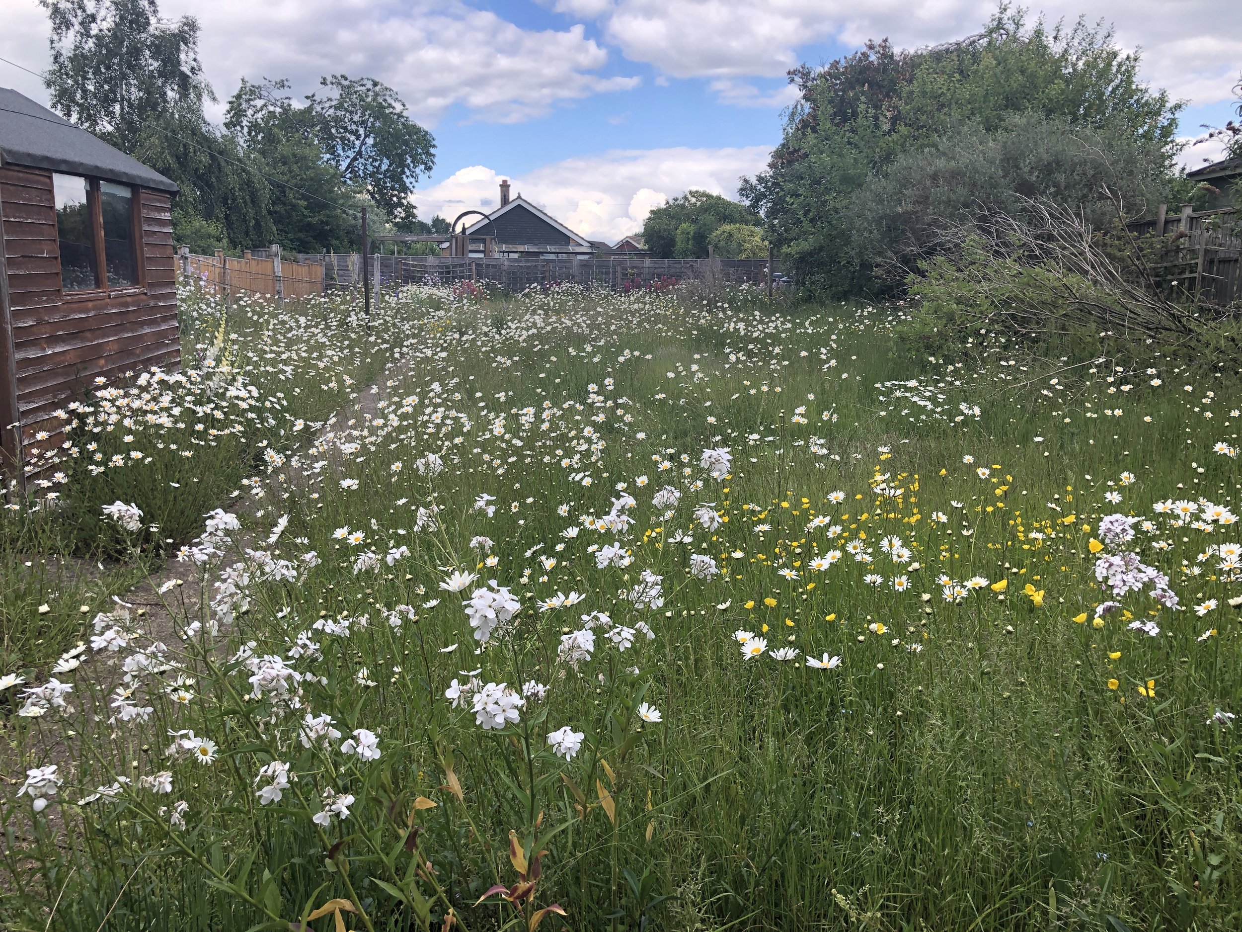A backyard with a lush green lawn filled with white and yellow daisies, a wooden shed on the left, trees and houses in the background, a partly cloudy sky overhead.